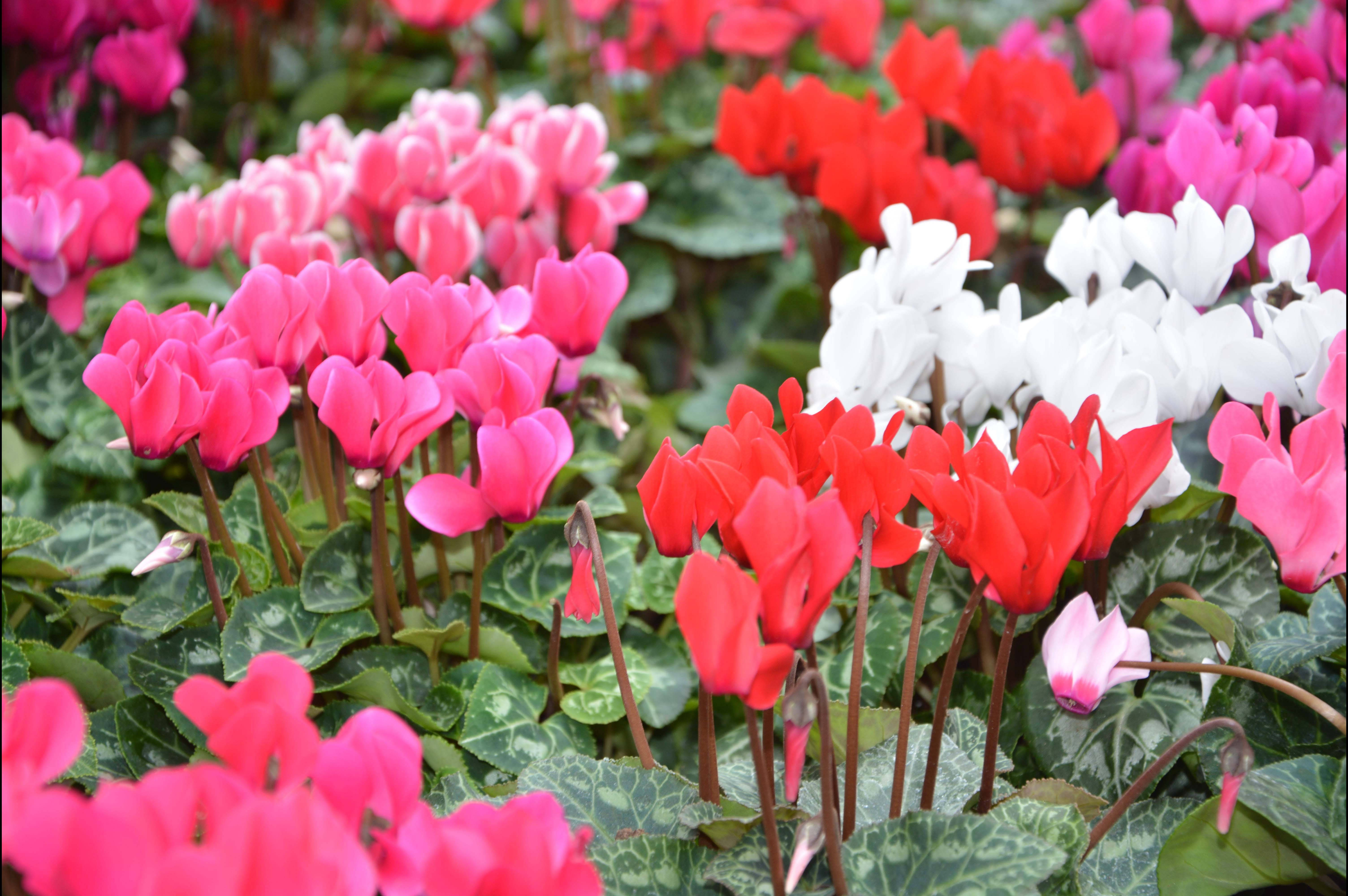 Cyclamen 桌布 壁紙 — 鮮豔的仙客來花（粉紅、紅、白）在帶圖案的綠葉間密集盛開。