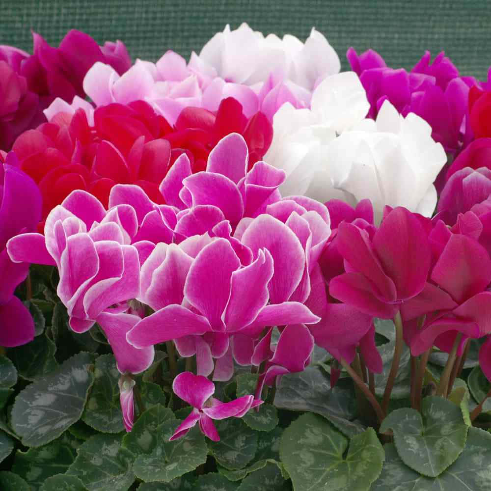 Cyclamen 桌布 壁紙 — 鮮豔的仙客來花朵，呈現粉紅、洋紅和白色調，在深綠色葉片間密集綻放。