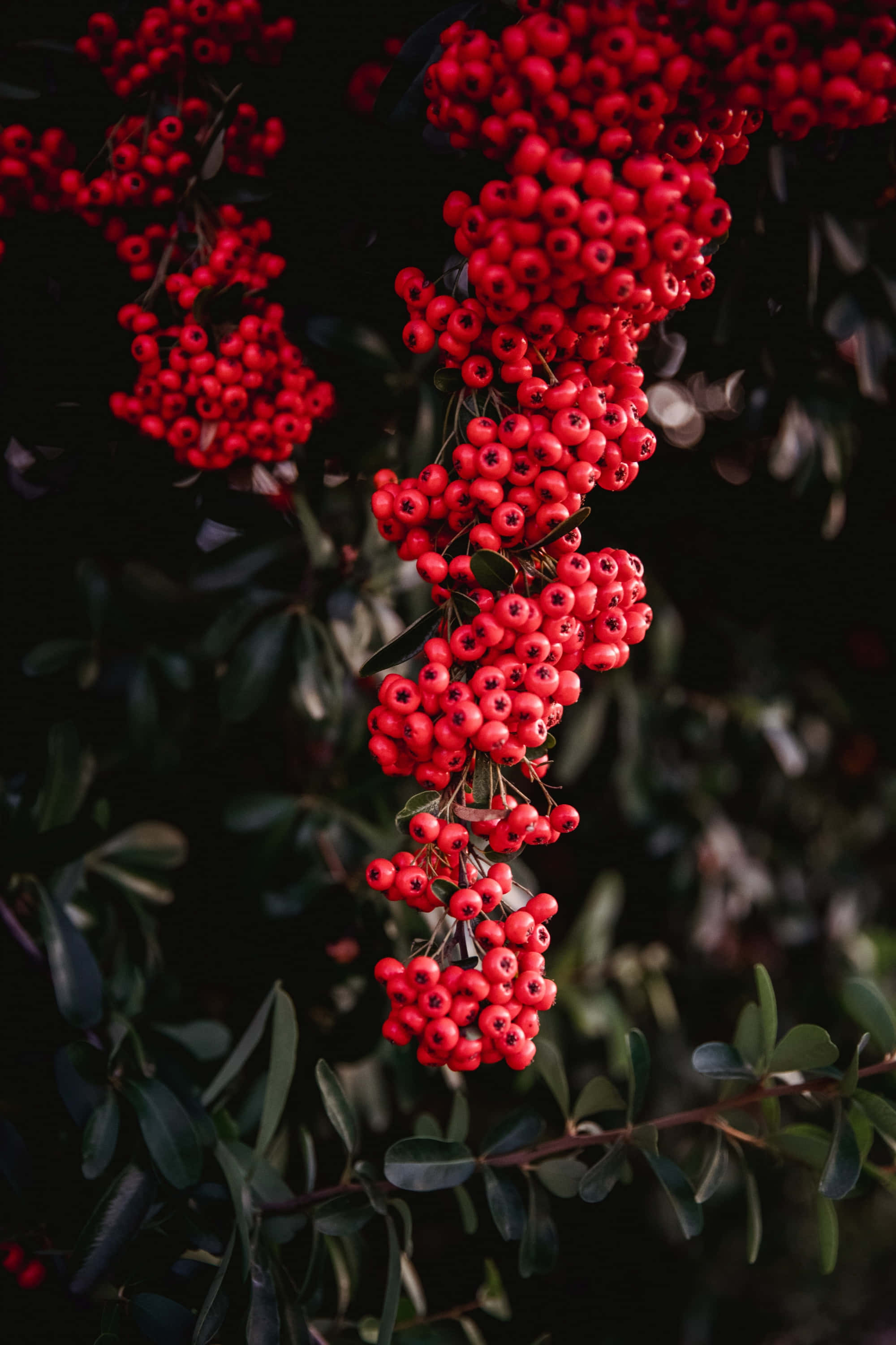 Pink Peppercorn 桌布 壁紙 — 鮮豔的光澤紅色漿果簇密集地懸掛在深綠色葉片和陰影的背景前。