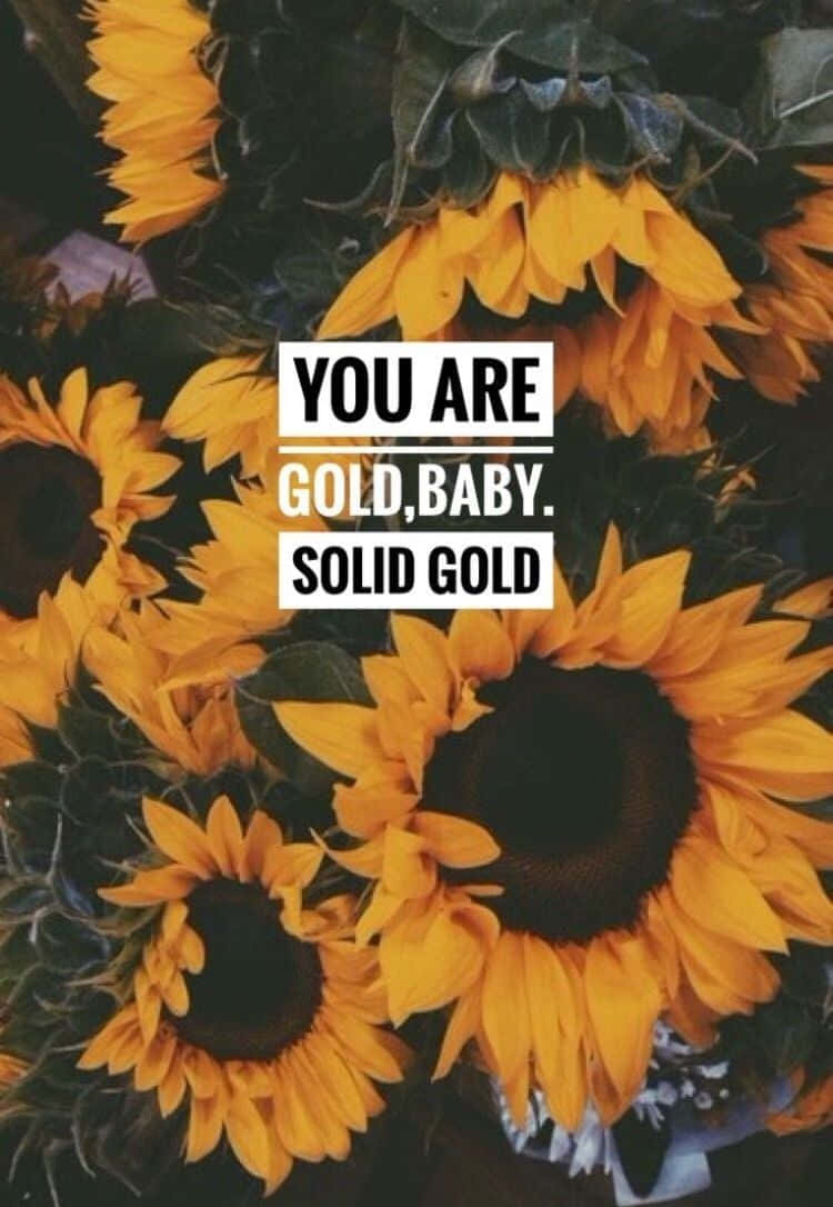 Sunflower Quotes 桌布 壁紙 — 鮮豔的向日葵，在深色樹葉上疊加粗體文字 'YOU ARE GOLD,BABY. SOLID GOLD'。