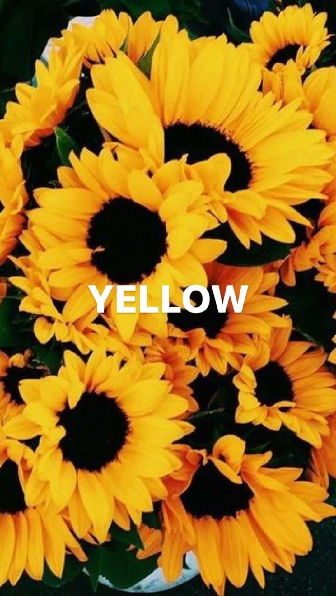 Yellow Sunflower Aesthetic 桌布 壁紙 — 鮮豔的向日葵，帶有鮮明的黃色花瓣和深色花心，在綠色葉片中密集綻放。