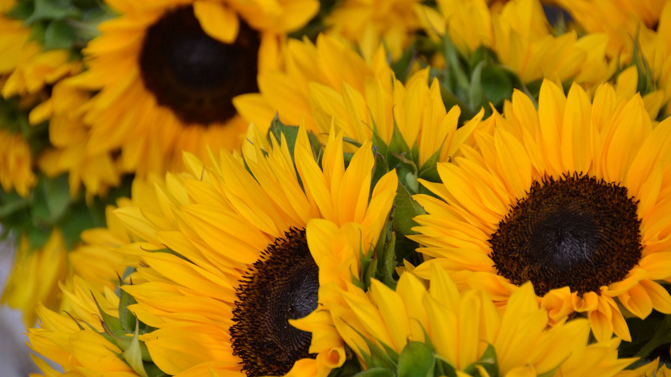 Sunflowers And Roses 桌布 壁紙 — 鮮豔的向日葵，有著明亮的黃色花瓣和深色花心，在溫暖的陽光下茂密地盛開在翠綠的田野中。