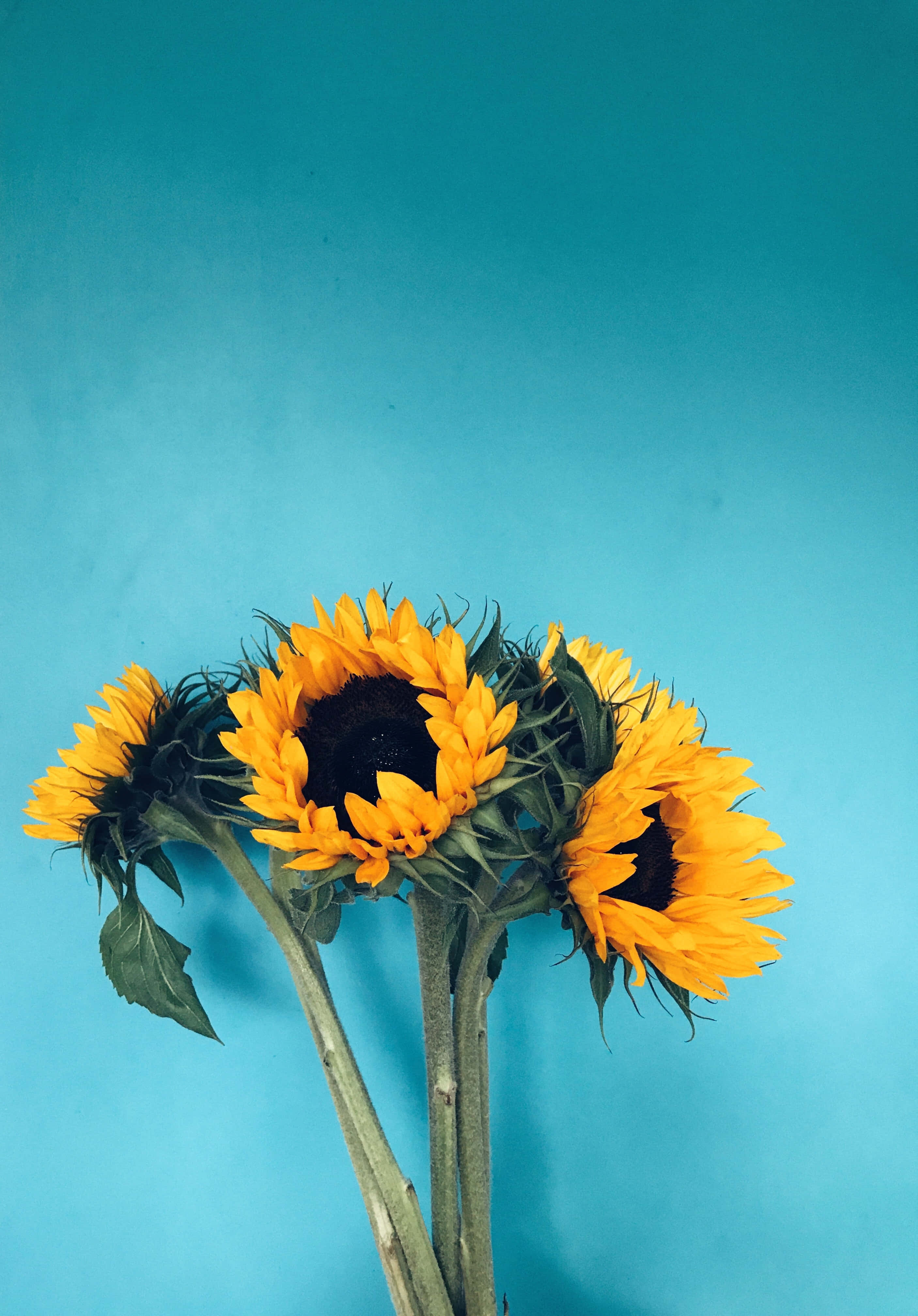 Yellow Sunflower Aesthetic 桌布 壁紙 — 鮮豔的向日葵，深色花心，綠色莖幹，襯以純色青綠色背景。