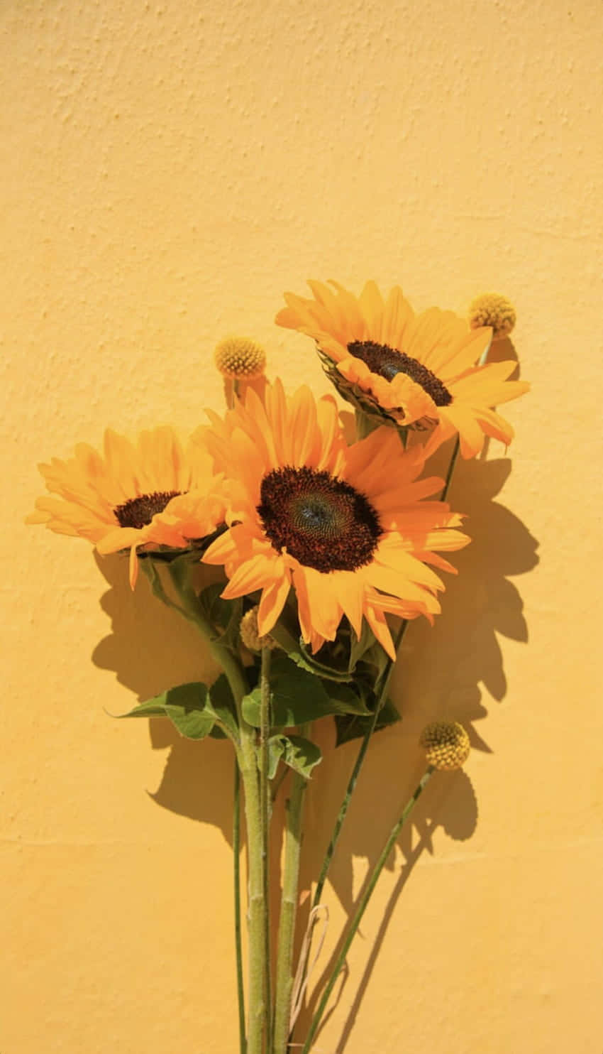 Sunflower Yellow Tumblr Aesthetic 桌布 壁紙 — 鮮豔的向日葵，深色花心和綠色莖稈，在質感芥末黃牆上投下柔和陰影。
