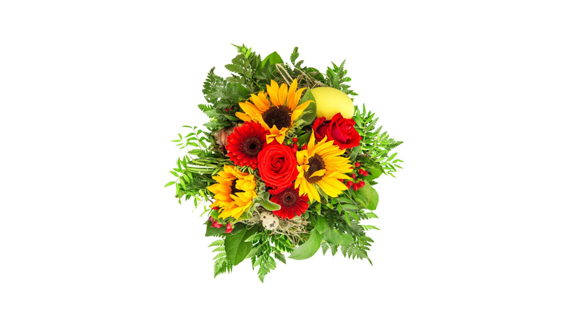 Roses 桌布 壁紙 — 鮮豔的向日葵、紅玫瑰和非洲菊雛菊花束，鑲嵌在綠色蕨類植物和乾草中，背景為純白色。