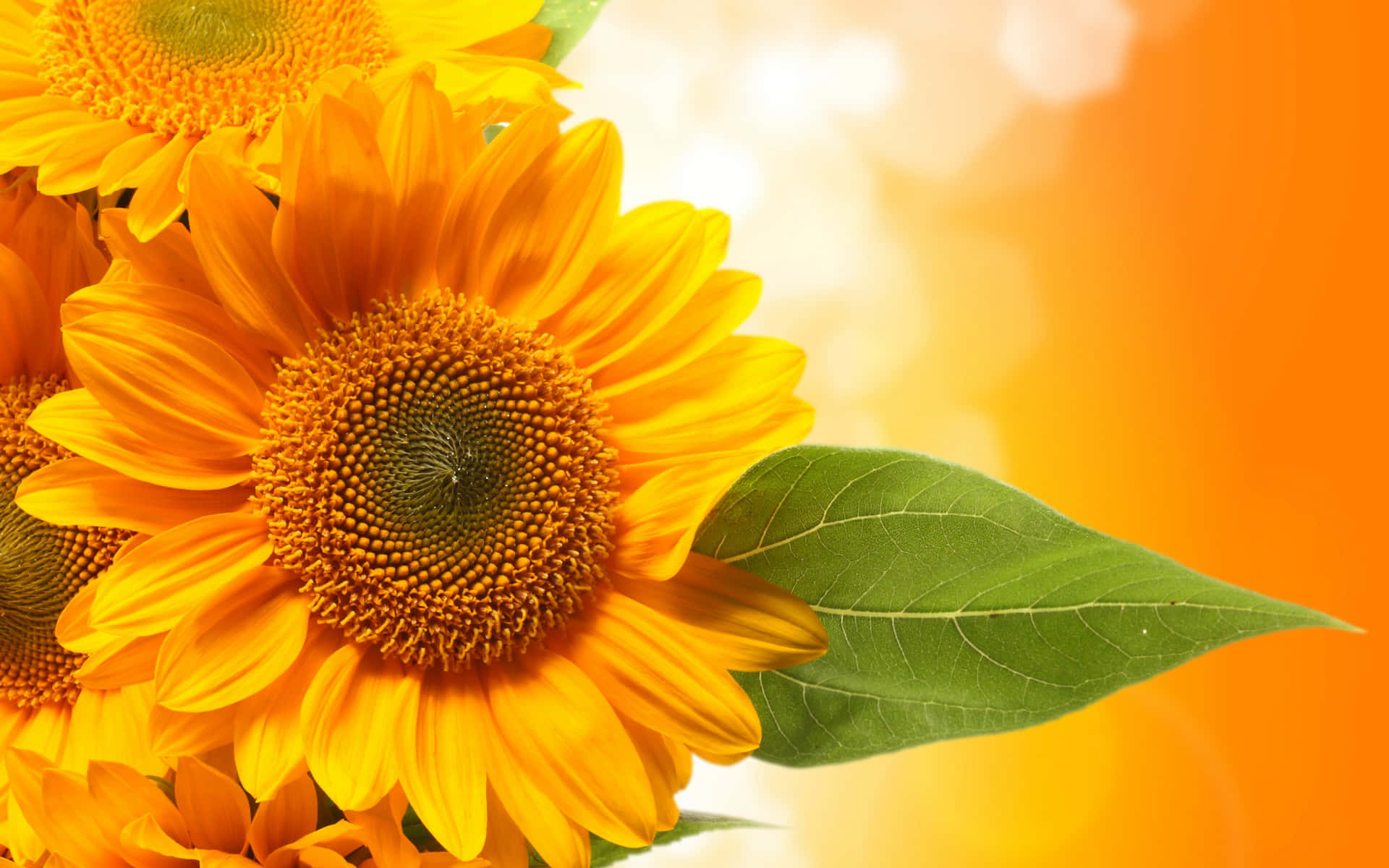 Sunflowers 桌布 壁紙 — 鮮豔的向日葵，細節豐富的花心和綠葉，在溫暖的橙色散景背景下閃耀。