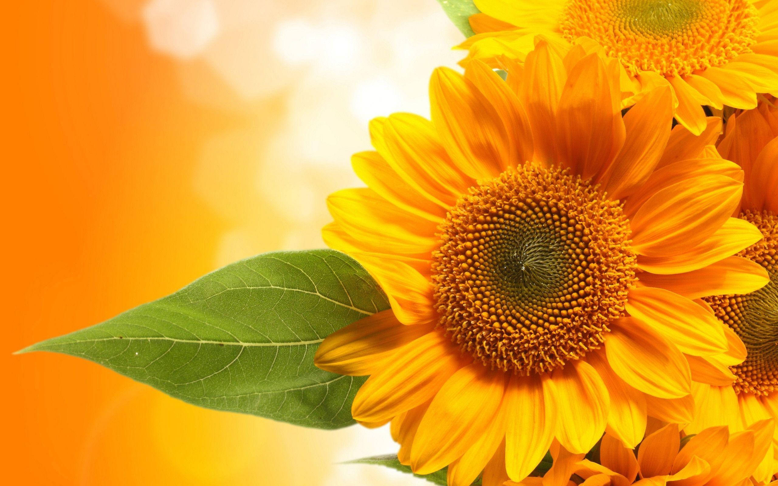 Sunflower Desktop 桌布 壁紙 — 鮮豔的向日葵，花瓣細節豐富，綠葉襯托，在溫暖的橙色散景背景中閃耀。