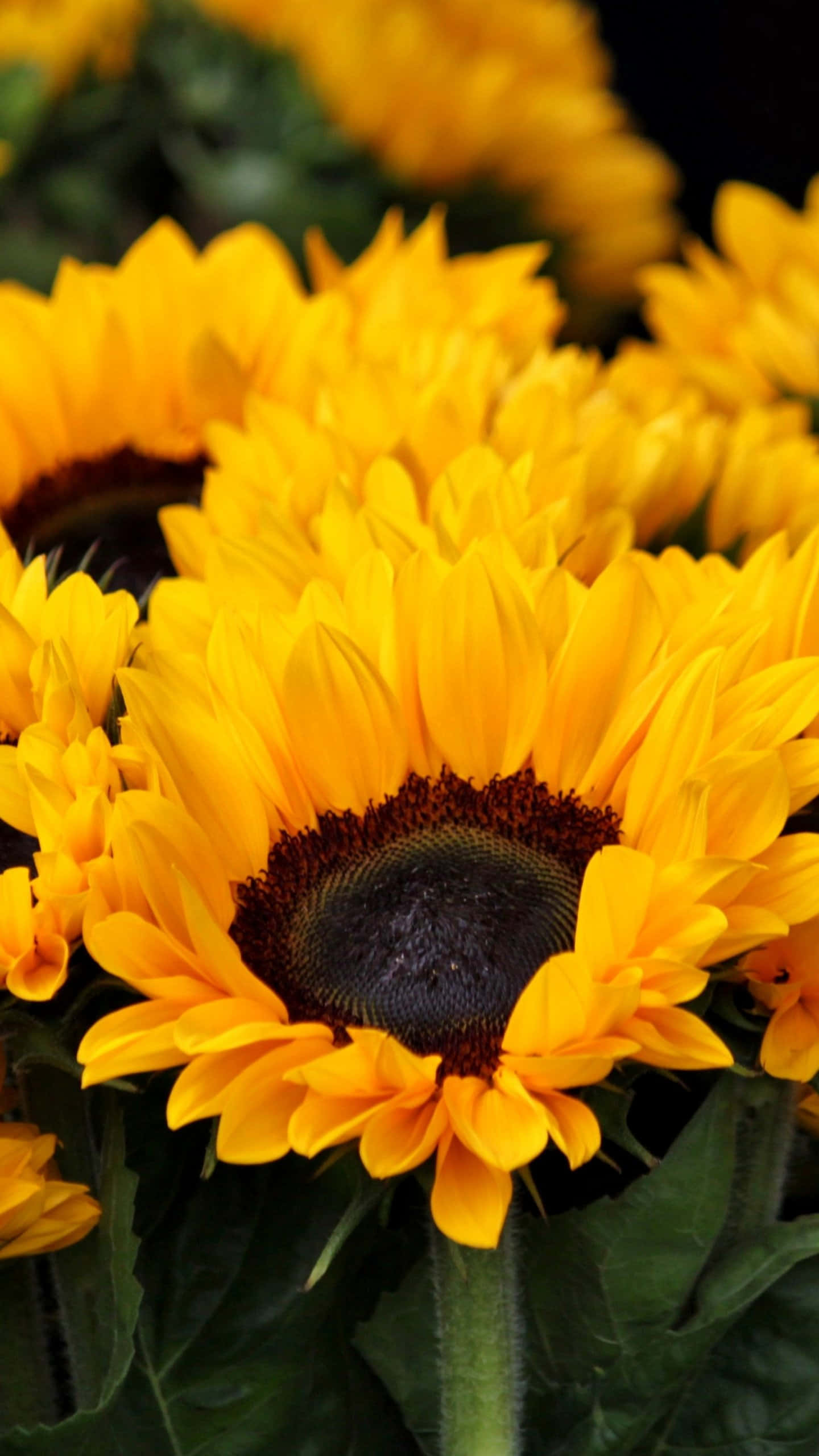 Sunflower Phone 桌布 壁紙 — 鮮豔的向日葵，金色花瓣和深色花心，在模糊的綠色和黑色背景上綻放。