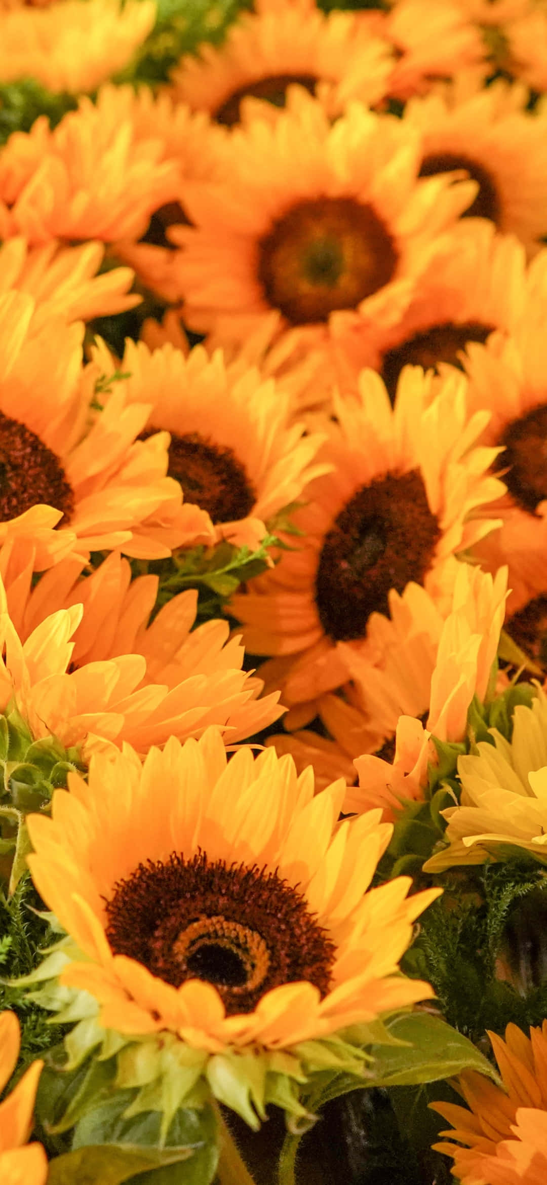 Sunflower Phone 桌布 壁紙 — 鮮豔的向日葵，金色花瓣和深色花心，在明亮的陽光下茂密地綻放在翠綠的田野中。