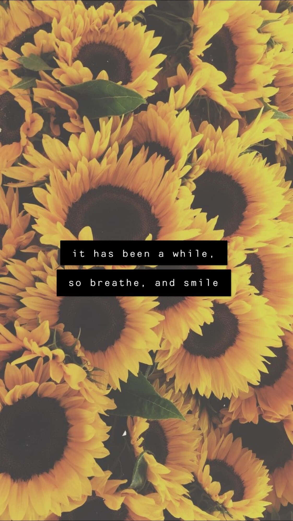 Motivational Quotes 桌布 壁紙 — 鮮豔的向日葵充滿畫面，帶有溫暖的黃色花瓣和深色花心，上面覆蓋著一個黑色文字框，寫著「已經有一段時間了，所以呼吸和微笑」。