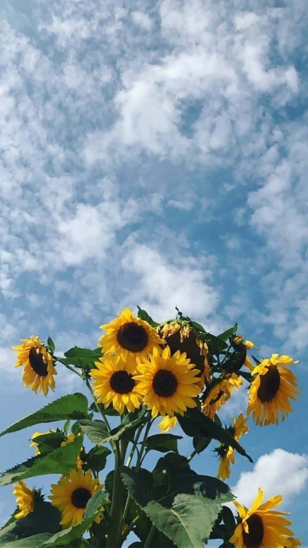 Sunflower Yellow Tumblr Aesthetic 桌布 壁紙 — 鮮豔的向日葵向上盛開，映襯著點綴著蓬鬆白雲的明亮藍天。