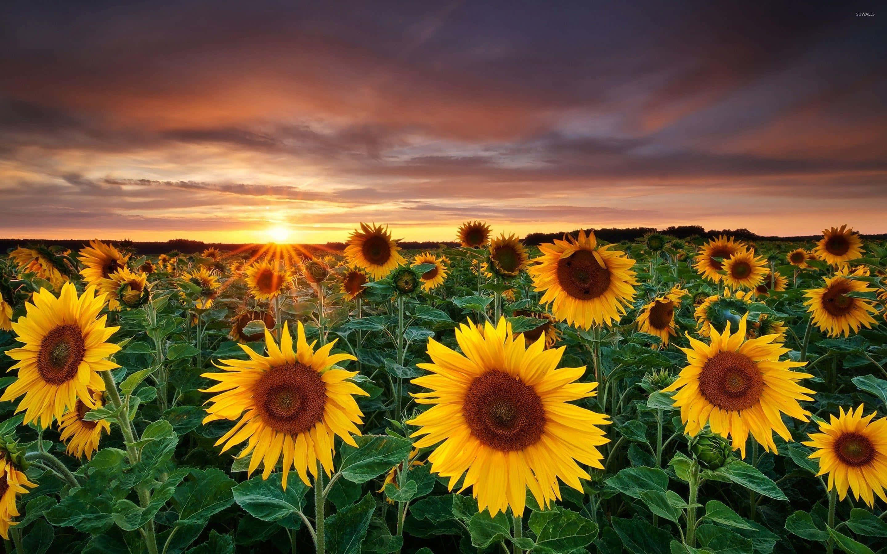 Sunflowers 桌布 壁紙 — 鮮豔的向日葵向著火燒般的日落天空伸展，金色光線穿透紫色雲層。