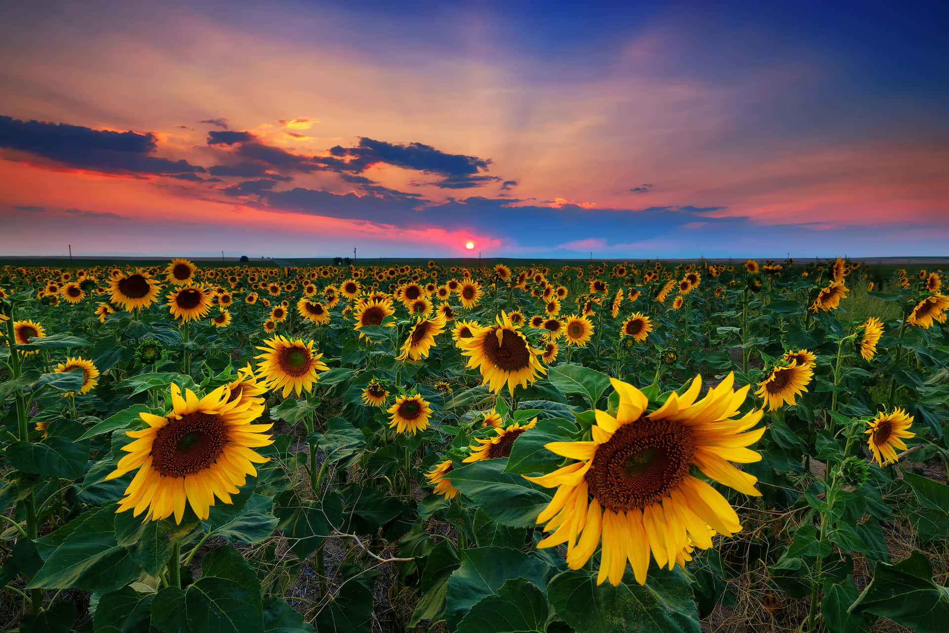 Sunflowers 桌布 壁紙 — 鮮豔的向日葵向著被橙色、粉紅色和深藍色條紋繪成的火熱日落天空伸展。