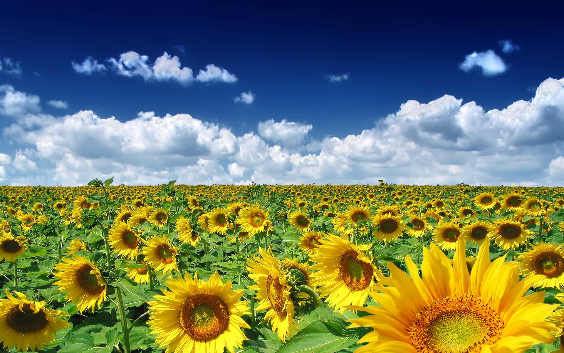 Sunflower Field 桌布 壁紙 — 鮮豔的向日葵向著點綴著蓬鬆白雲的明亮藍天伸展。