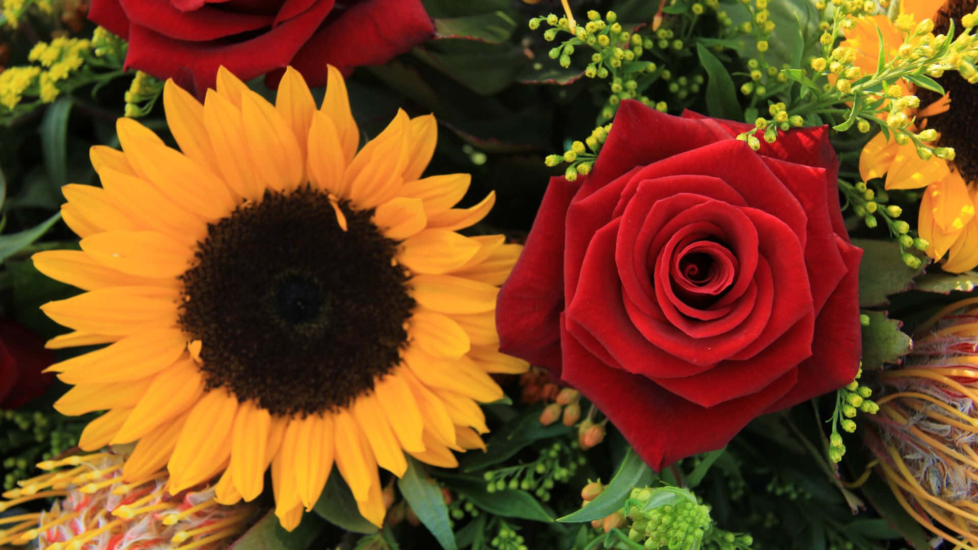 Roses 桌布 壁紙 — 鮮豔的向日葵和深紅玫瑰在茂盛的花卉佈置中與綠色植物和黃色點綴一同綻放。
