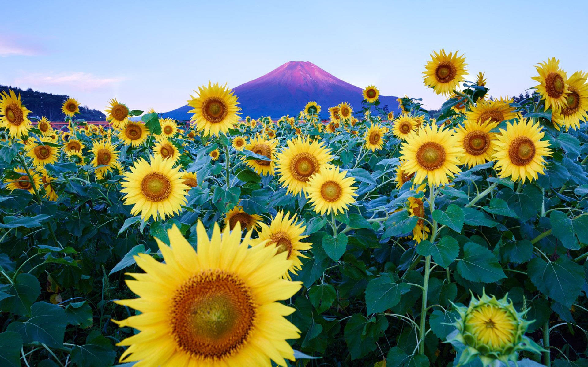 向日葵 桌布 壁紙 — 鮮豔的向日葵在前景盛開，雄偉的富士山在夕陽後閃耀著粉紅色和紫色。