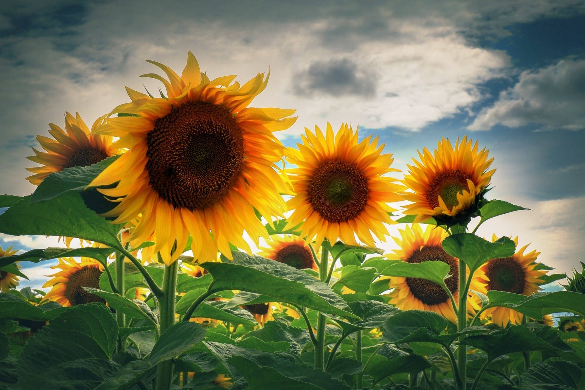 Sunflower Desktop 桌布 壁紙 — 鮮豔的向日葵在戲劇性的多雲天空下高高綻放，帶有金色花瓣和深綠色葉子。