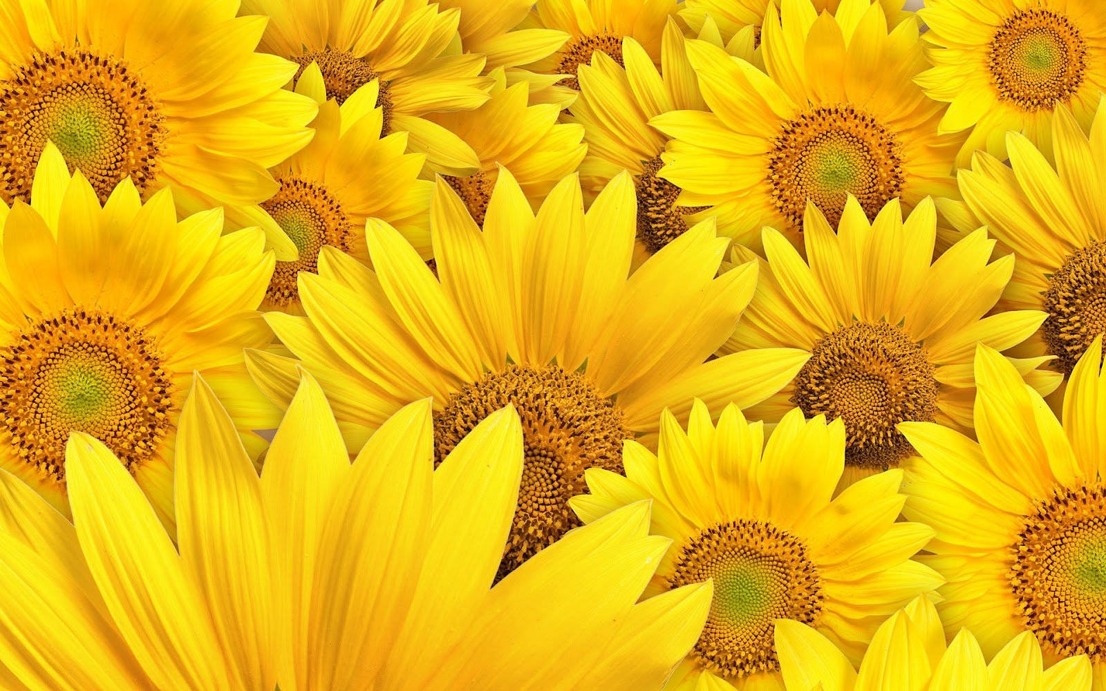 Sunflower Desktop 桌布 壁紙 — 鮮豔的向日葵在明亮的日光下，以金色的花瓣和詳細的棕色花心填滿畫面。