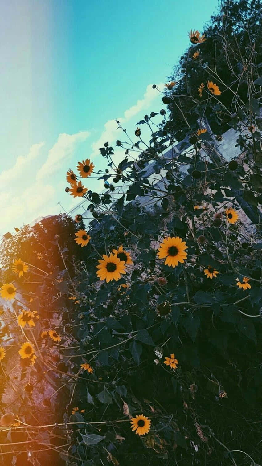 Sunflower Yellow Tumblr Aesthetic 桌布 壁紙 — 鮮豔的向日葵在明亮的藍天下盛開，伴隨著柔軟的雲朵和溫暖的陽光穿透而過。
