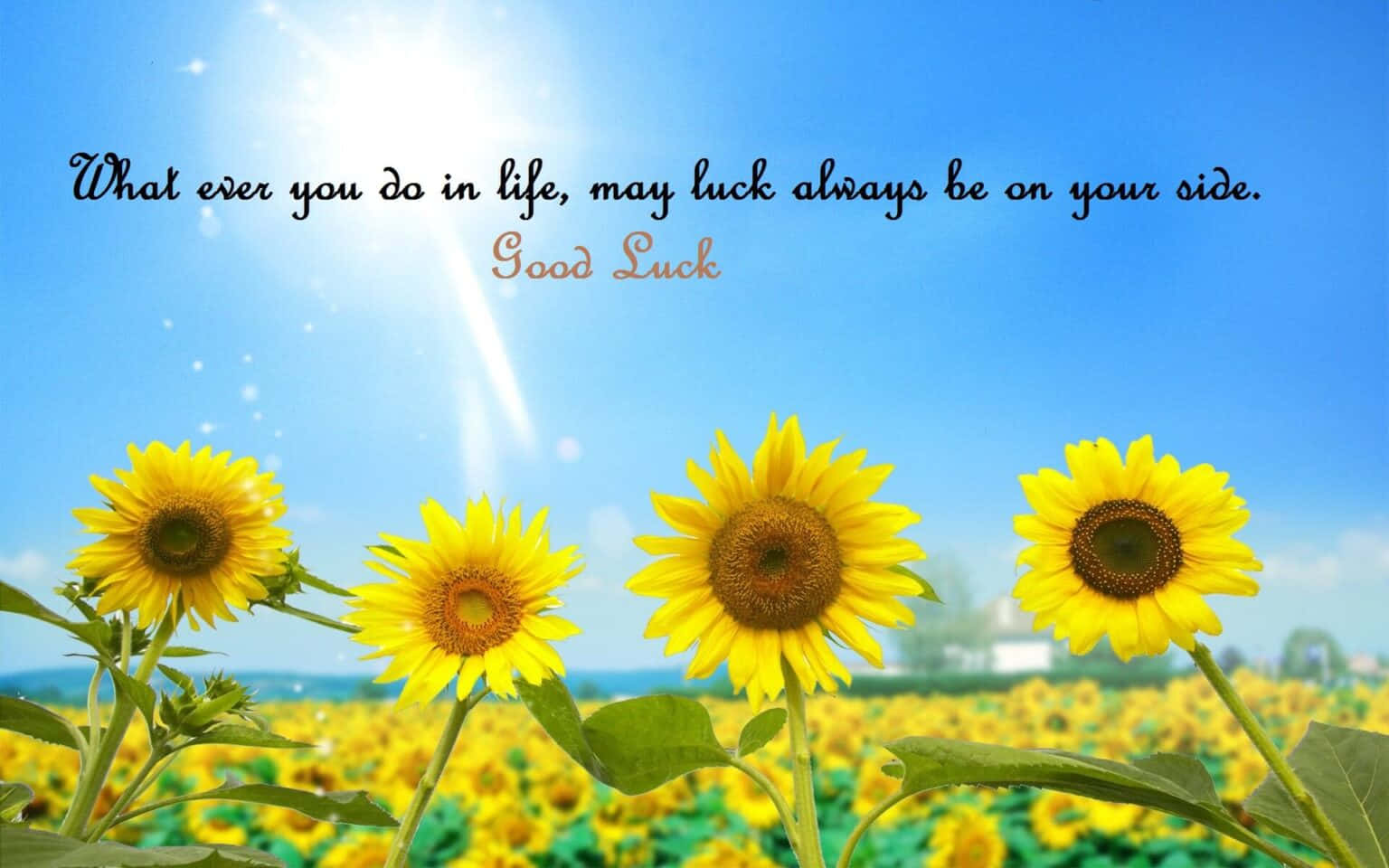 Good Luck 桌布 壁紙 — 鮮豔的向日葵在明亮的藍天下盛開，一句勵志名言在陽光中閃耀。