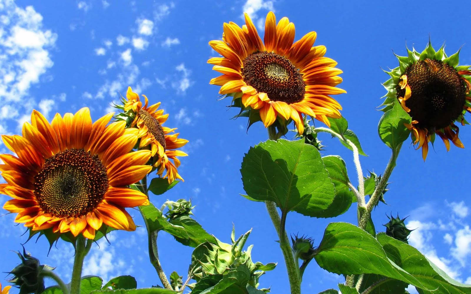 Sunflower Desktop 桌布 壁紙 — 鮮豔的向日葵在明亮的藍天和蓬鬆的白雲下，以低角度拍攝綻放。