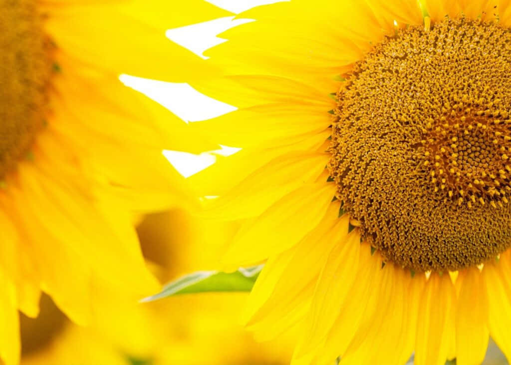 Beautiful Sunflower 桌布 壁紙 — 鮮豔的向日葵在明亮的陽光下沐浴，金色的花瓣和詳細的棕色花心。