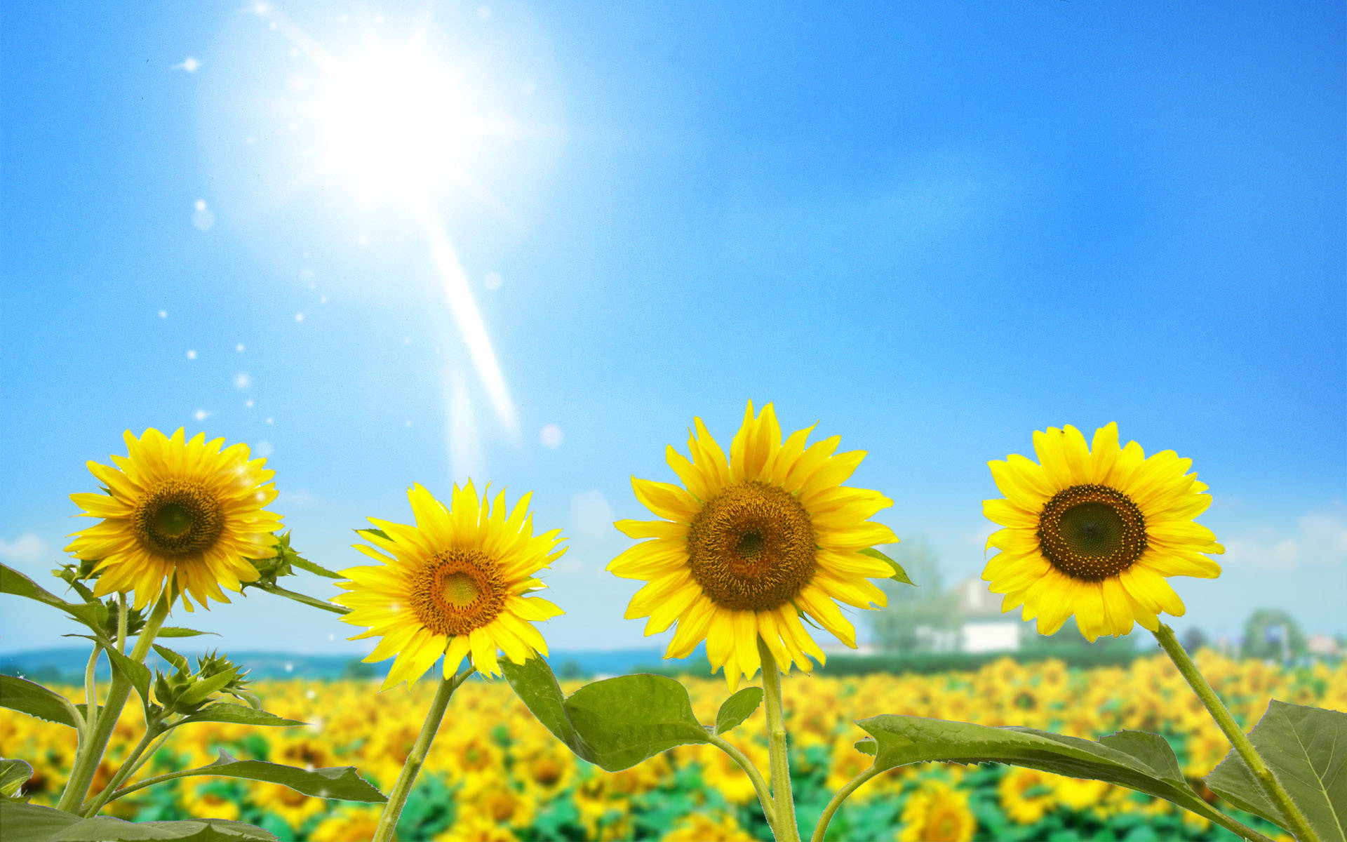 Sunflowers And Roses 桌布 壁紙 — 鮮豔的向日葵在明亮的陽光下盛開，閃爍的光芒映襯著清澈的藍天。