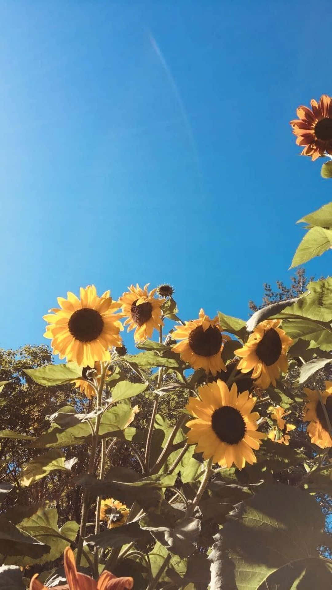 Aesthetic Sunflower 桌布 壁紙 — 鮮豔的向日葵在晴朗的藍天下，於明亮的夏日田野中盛開。