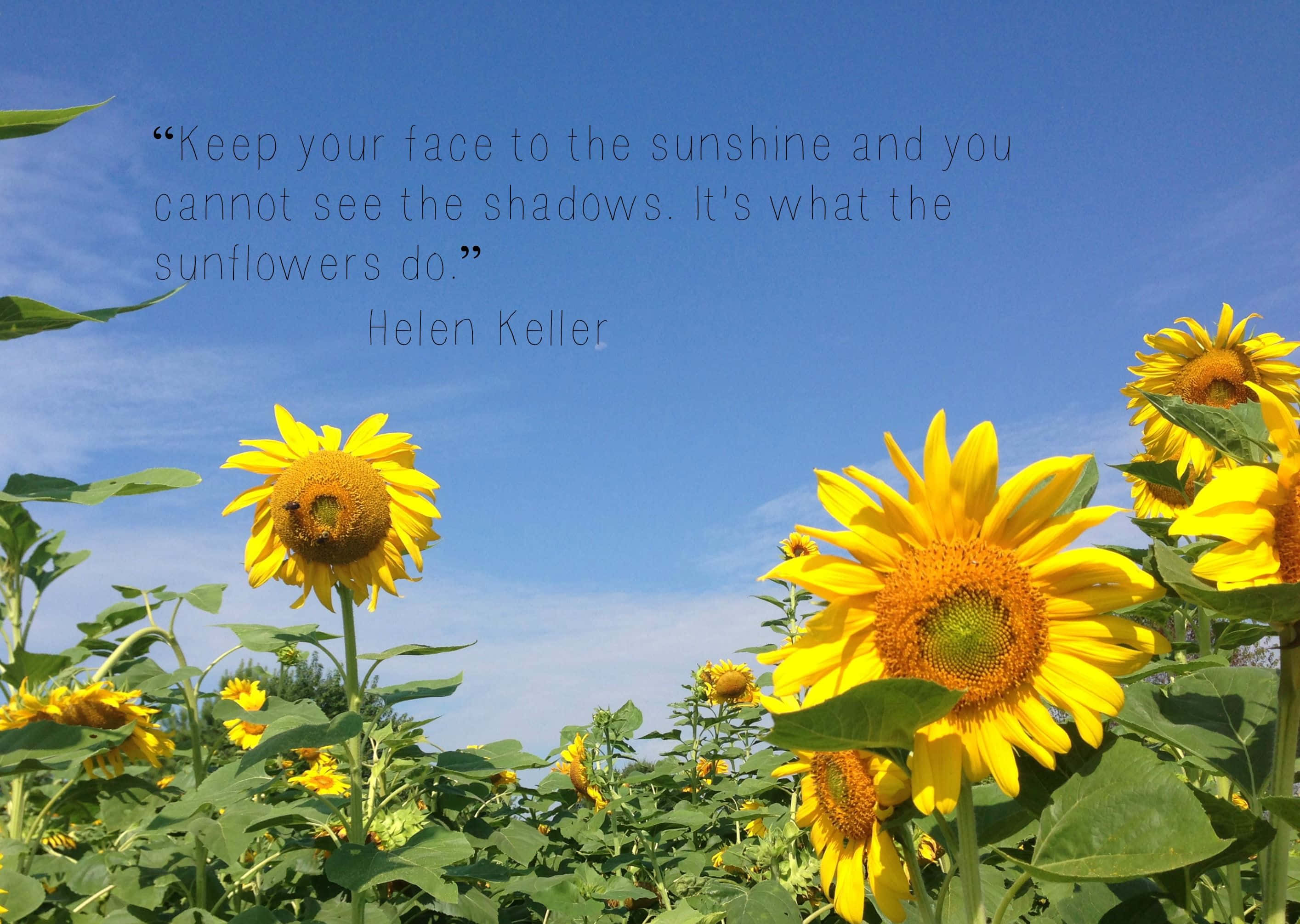 Sunflower Quotes 桌布 壁紙 — 鮮豔的向日葵在晴朗的藍天下盛開，並疊加了海倫·凱勒的名言。