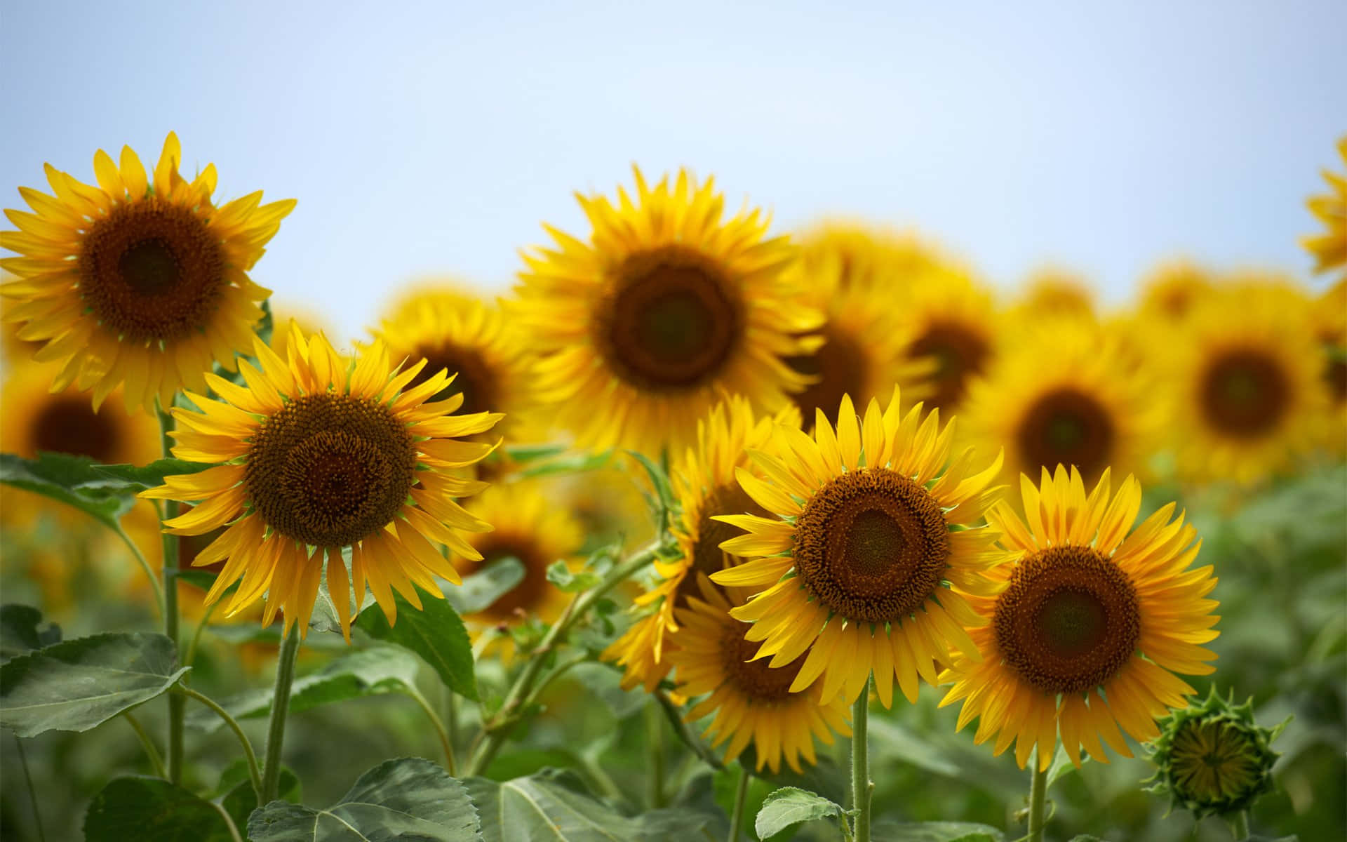 Sunflowers 桌布 壁紙 — 鮮豔的向日葵在晴朗的藍天下盛開，背景柔和模糊。