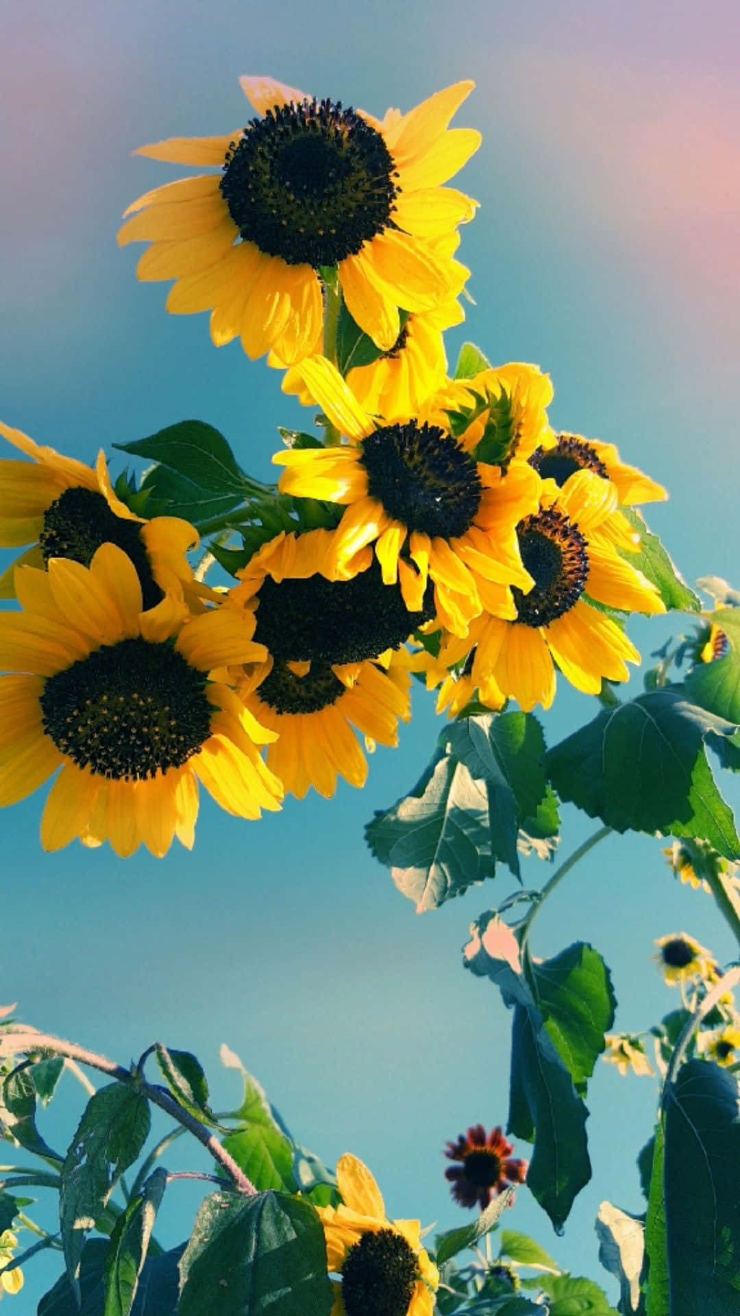 Sunflower Aesthetic iPhone 桌布 壁紙 — 鮮豔的向日葵在晴朗的藍天下盛開，綠葉茂盛，柔和陽光穿透其間。
