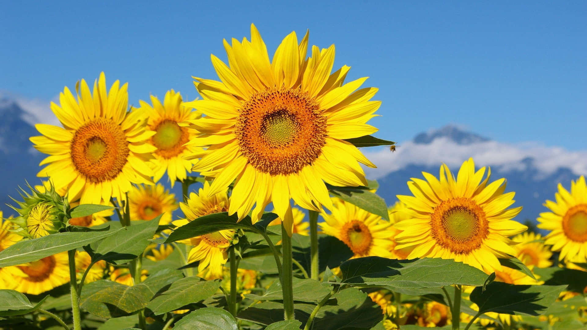 Sunflowers 桌布 壁紙 — 鮮豔的向日葵在晴朗的藍天下盛開在田野中，背景是遠處積雪覆蓋的山脈。