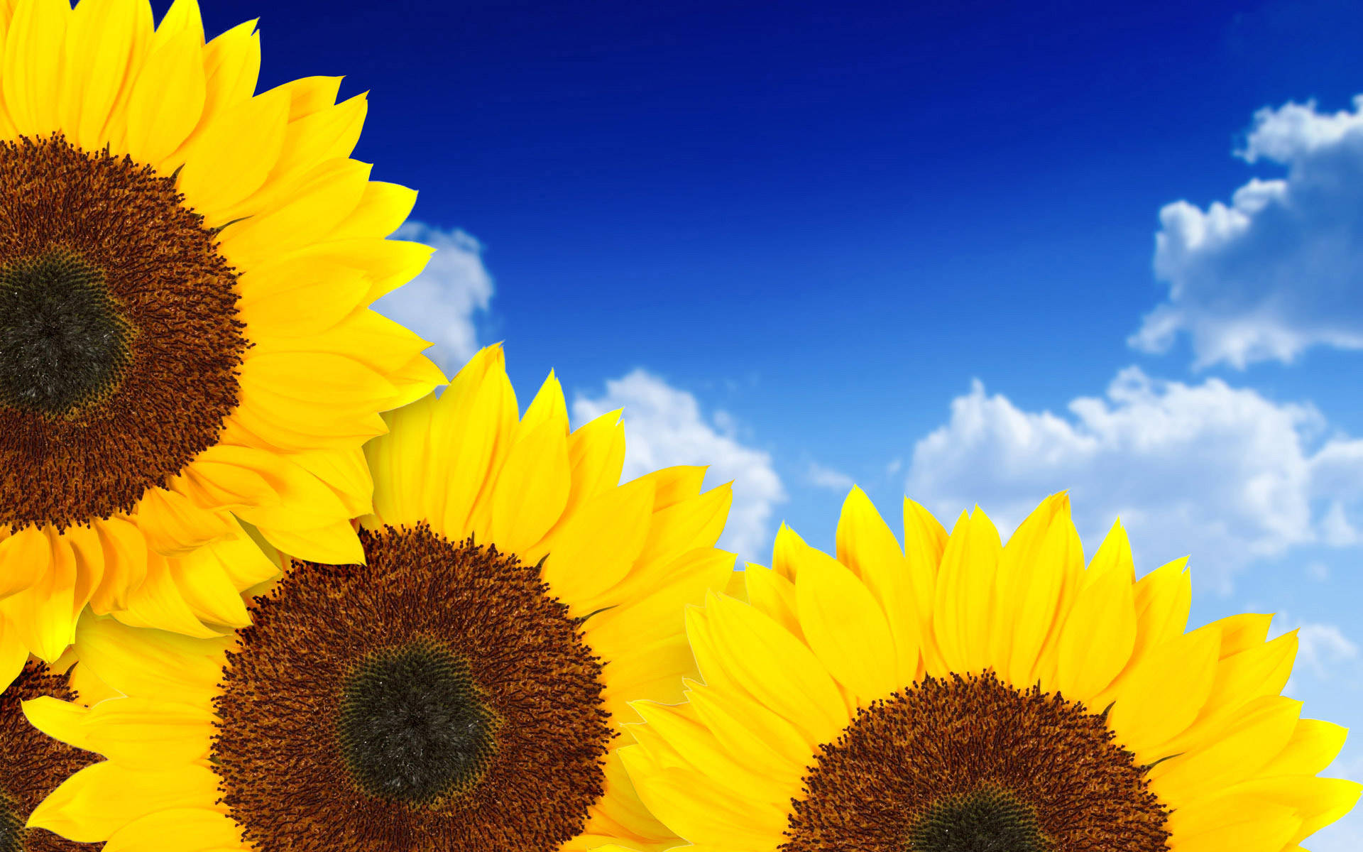 Sunflower Aesthetic 桌布 壁紙 — 鮮豔的向日葵在晴朗的藍天和白雲下盛開。