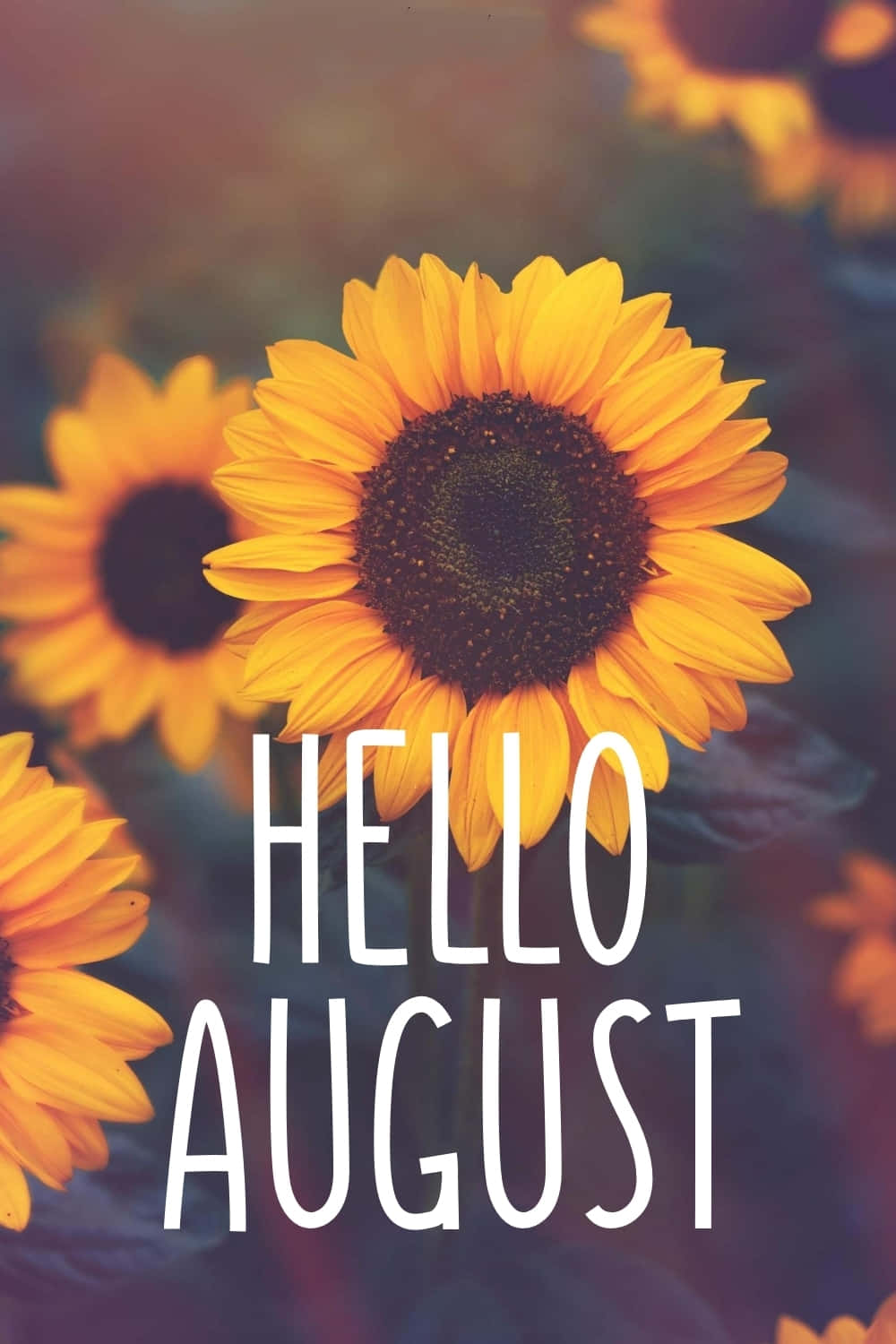 August 桌布 壁紙 — 鮮豔的向日葵在柔和模糊的背景上溫暖地綻放，並有粗體白色文字寫著 hello august。
