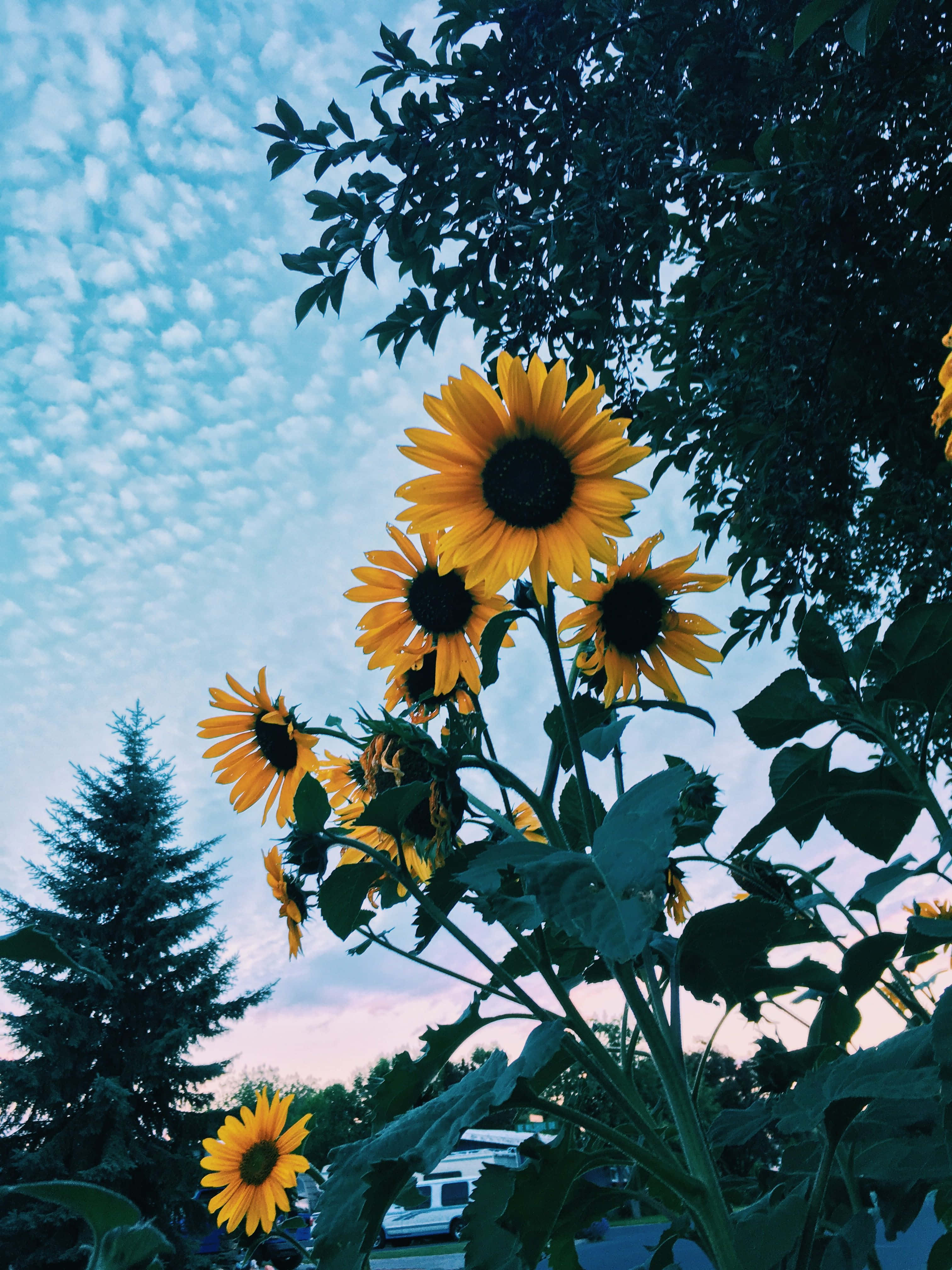 Sunflower Aesthetic iPhone 桌布 壁紙 — 鮮豔的向日葵在柔和的黃昏天空下盛開，散落的雲朵和樹枝框住了場景。