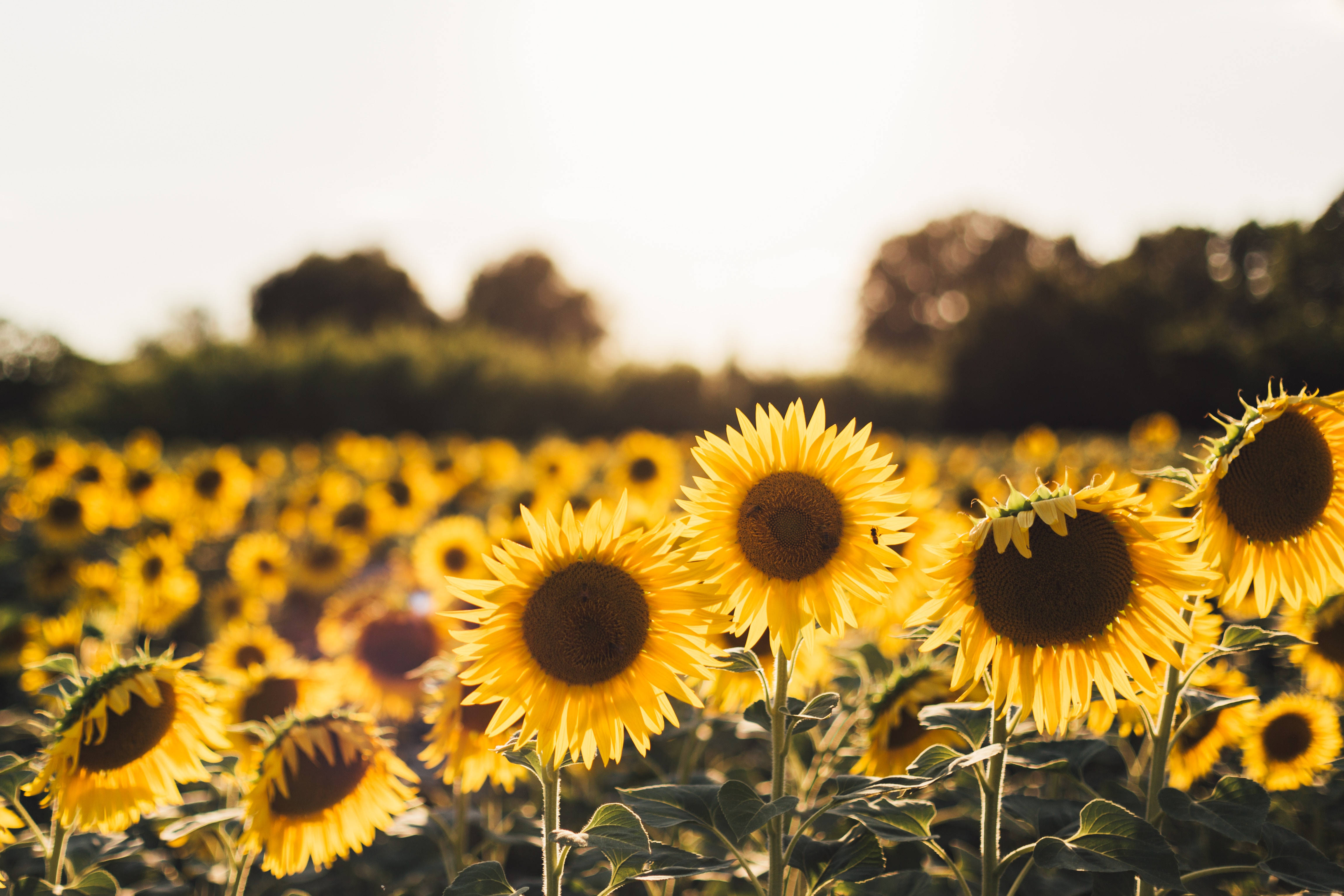 Sunflower Desktop 桌布 壁紙 — 鮮豔的向日葵在沐浴著溫暖夕陽的金色田野中盛開，背景是柔和模糊的樹木。