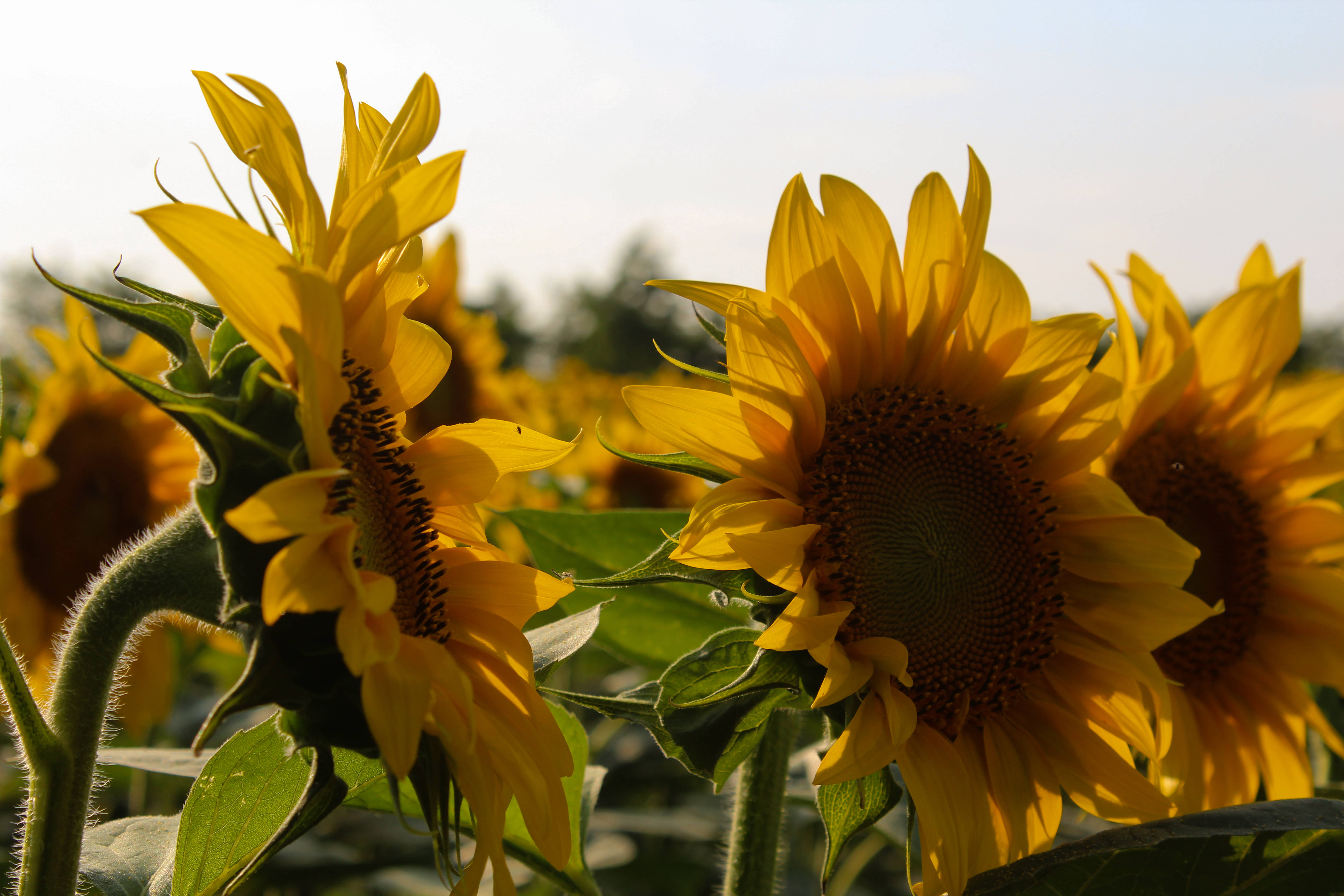 Sunflower Aesthetic 桌布 壁紙 — 鮮豔的向日葵在沐浴著溫暖金色陽光的田野中盛開，背景柔和模糊。