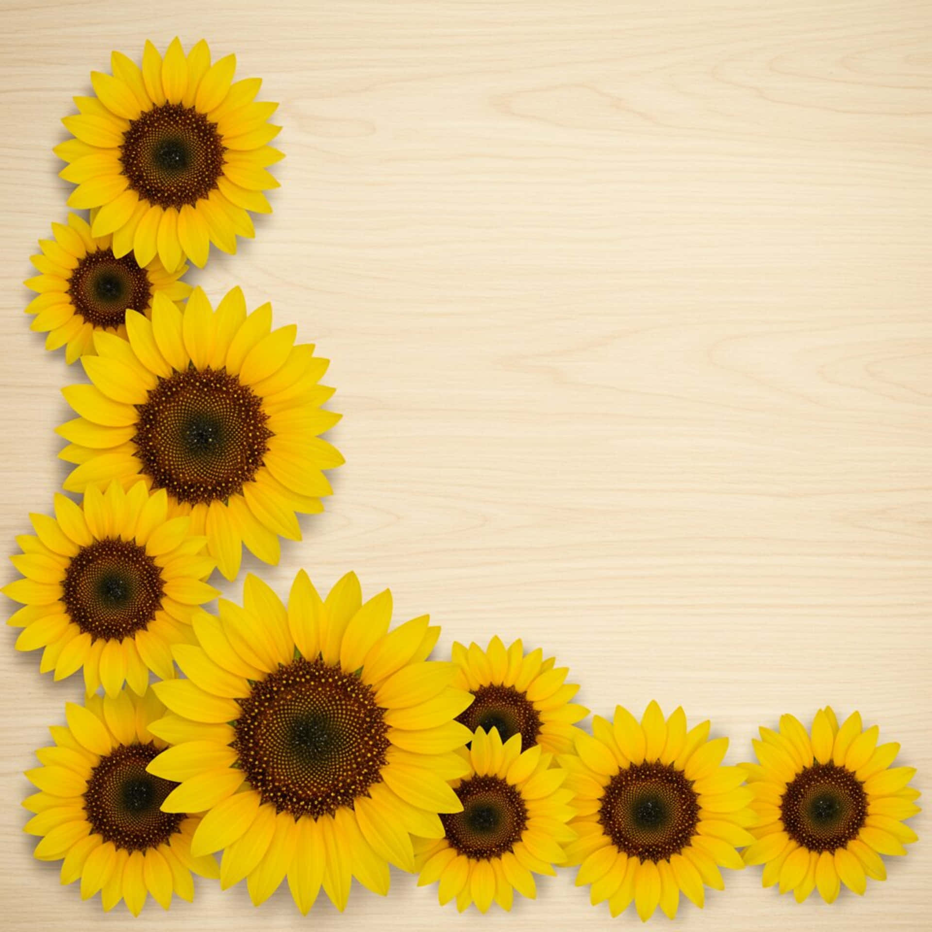 Sunflowers 壁紙 — 鮮豔的向日葵在淺色木背景上以角落框架排列。