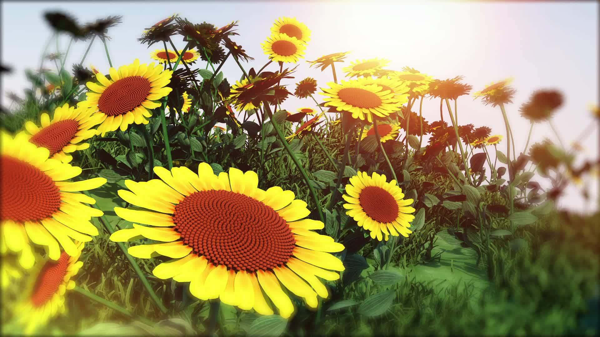 Aesthetic Sunflower 桌布 壁紙 — 鮮豔的向日葵在溫暖燦爛的陽光下盛開，帶有柔和鏡頭光暈和淺景深。