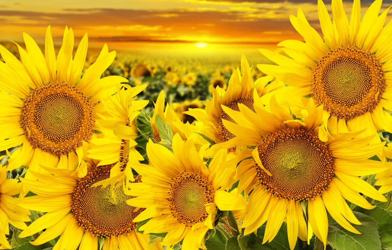 Beautiful Sunflower 桌布 壁紙 — 鮮豔的向日葵在溫暖的日落天空下，於金色田野中盛開，伴隨著柔和的橙色雲彩。