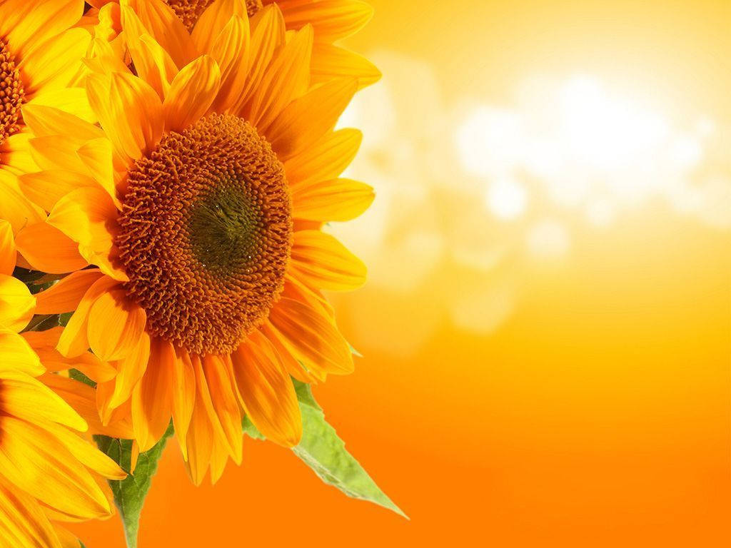Sunflower And Roses 桌布 壁紙 — 鮮豔的向日葵在溫暖的金色漸變天空下盛開，帶有柔和散景亮點。