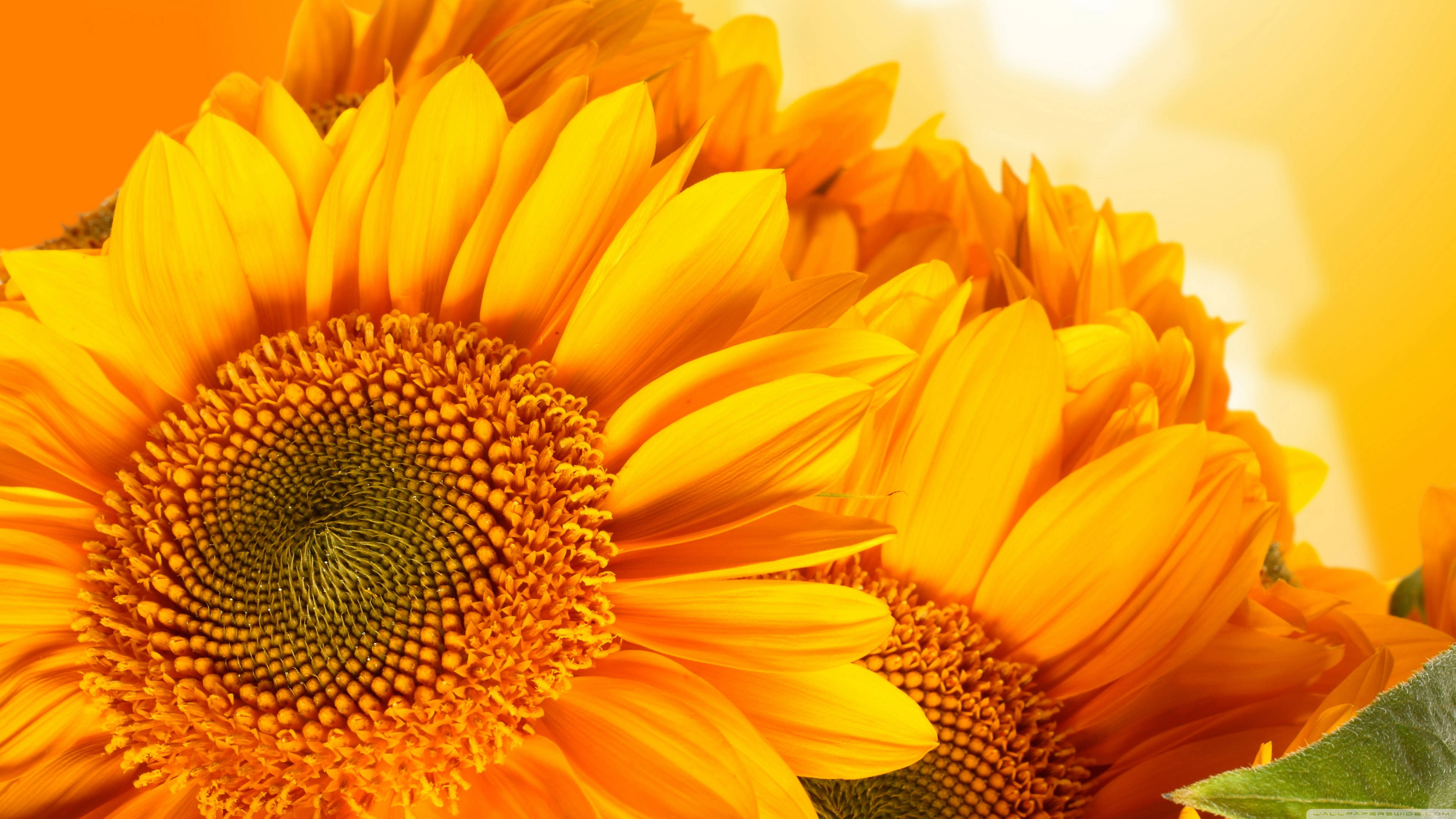Sunflowers And Roses 桌布 壁紙 — 鮮豔的向日葵在溫暖的金色色調中綻放，背景是發光的橙色，帶有柔和的散景高光。