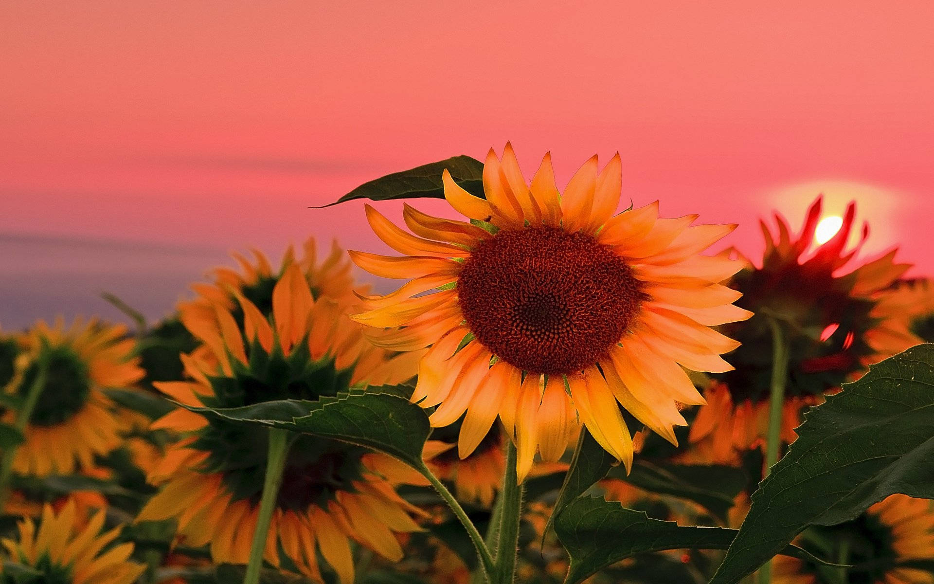 Sunflower Desktop 桌布 壁紙 — 鮮豔的向日葵在田野中盛開，映襯著閃爍粉紅色的日落天空，陽光從中透出。