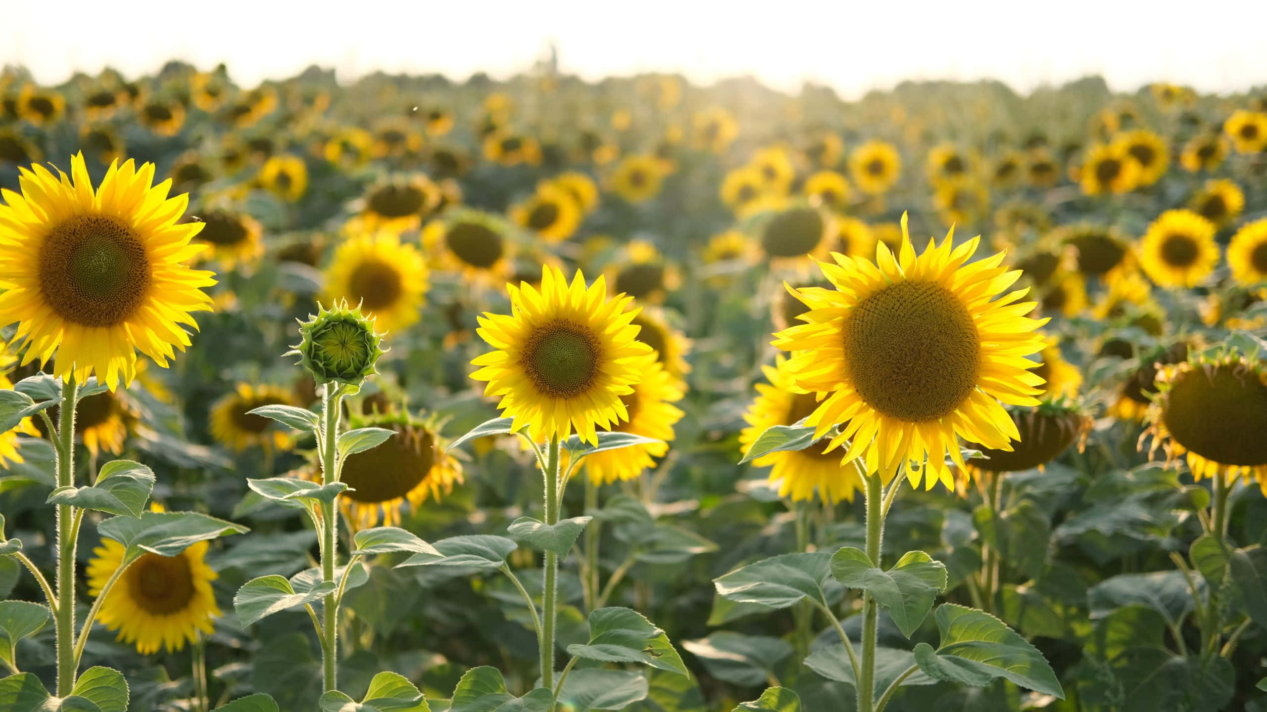 Yellow Aesthetic Flower Desktop 桌布 壁紙 — 鮮豔的向日葵在茂密的田野中向著金色的陽光伸展，背景柔和模糊。