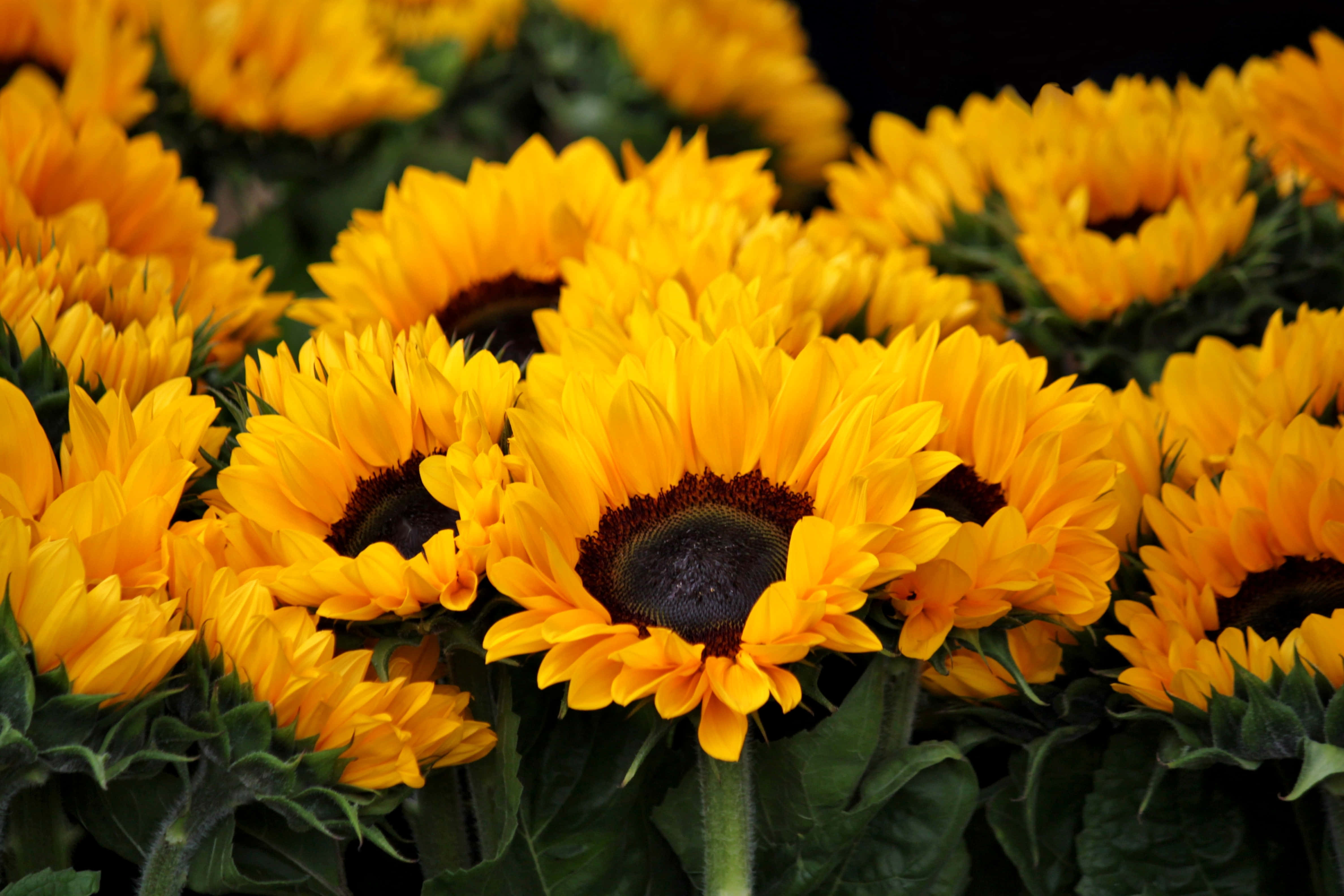 Sunflowers 桌布 壁紙 — 鮮豔的向日葵在茂密的田野中盛開，擁有豐富的黃色花瓣和深色花心，襯托著深綠色的葉子。