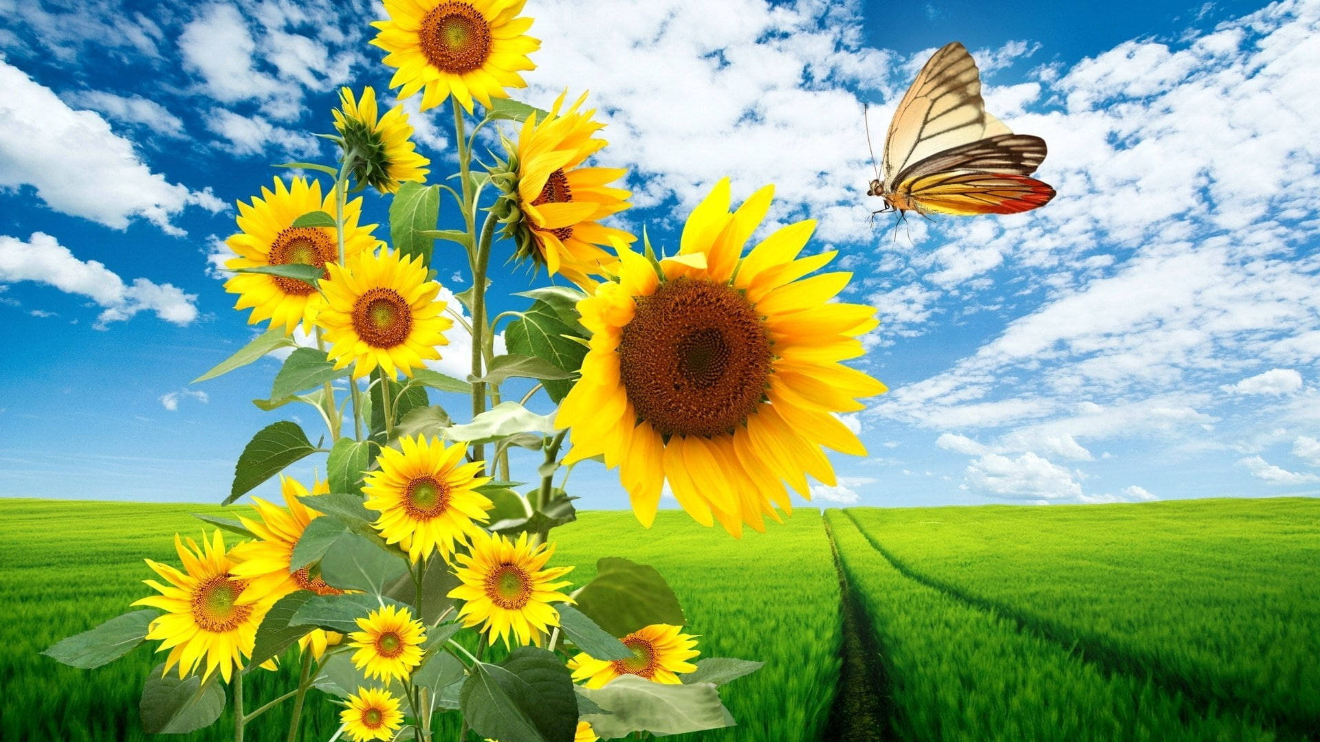 Monarch Butterflies 桌布 壁紙 — 鮮豔的向日葵在茂密的綠色田野中搖曳，天空湛藍，點綴著蓬鬆的白雲，一隻色彩繽紛的蝴蝶在附近翩翩飛過。