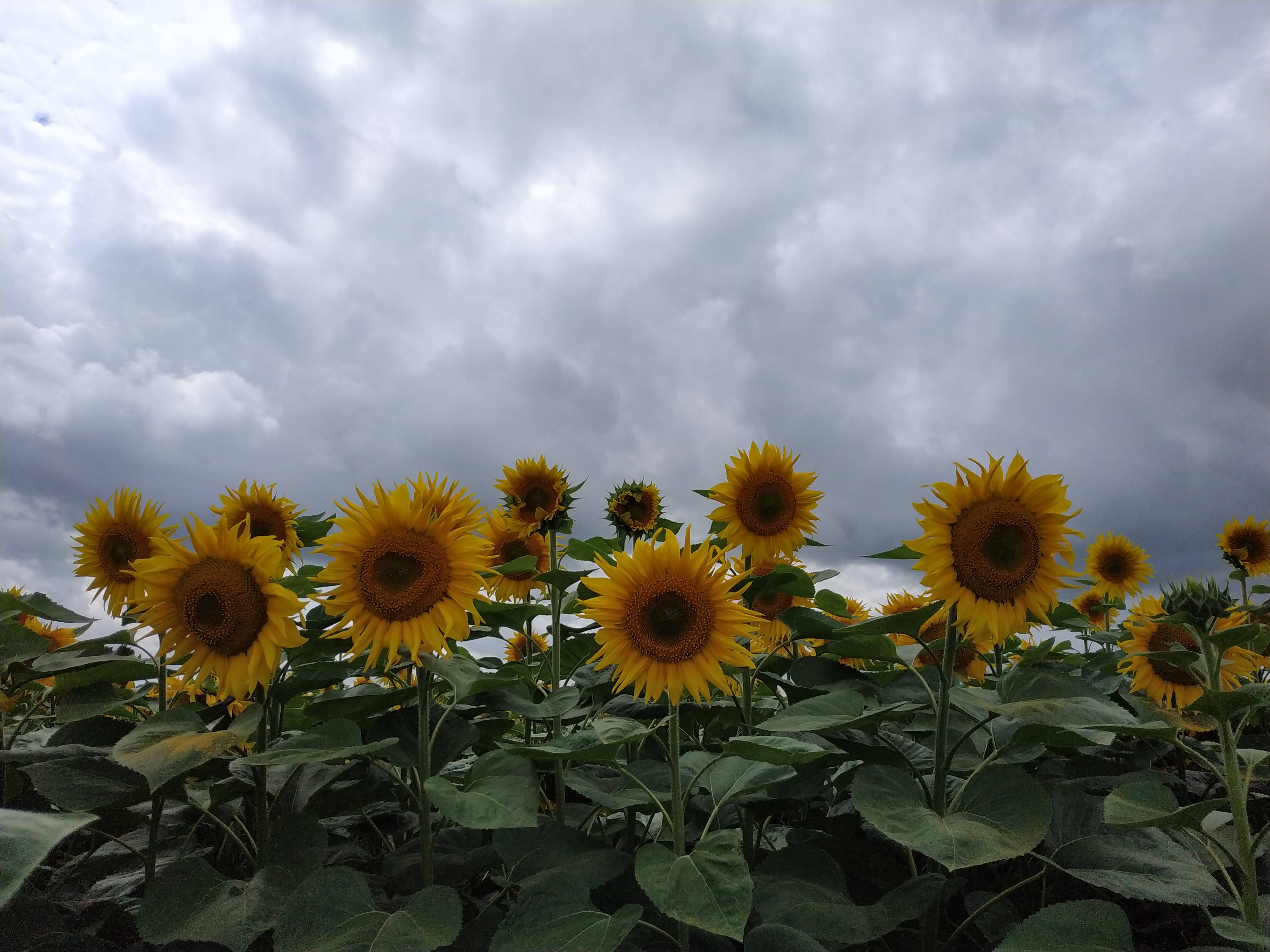Sunflower Aesthetic 桌布 壁紙 — 鮮豔的向日葵在茂盛的田野中，高聳於戲劇性的多雲天空下。
