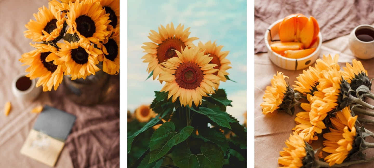 Yellow Sunflower Aesthetic 桌布 壁紙 — 鮮豔的向日葵在質樸的靜物畫和自然環境中綻放，帶有溫暖色調和柔和光線。