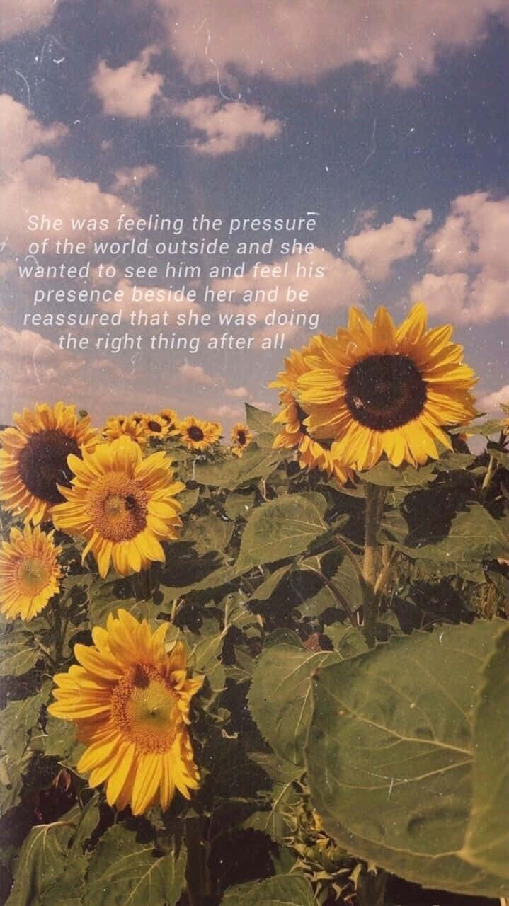 Sunflower Quotes 桌布 壁紙 — 鮮豔的向日葵在部分多雲的天空下盛開，帶有懷舊的底片顆粒覆蓋層和疊加文字。