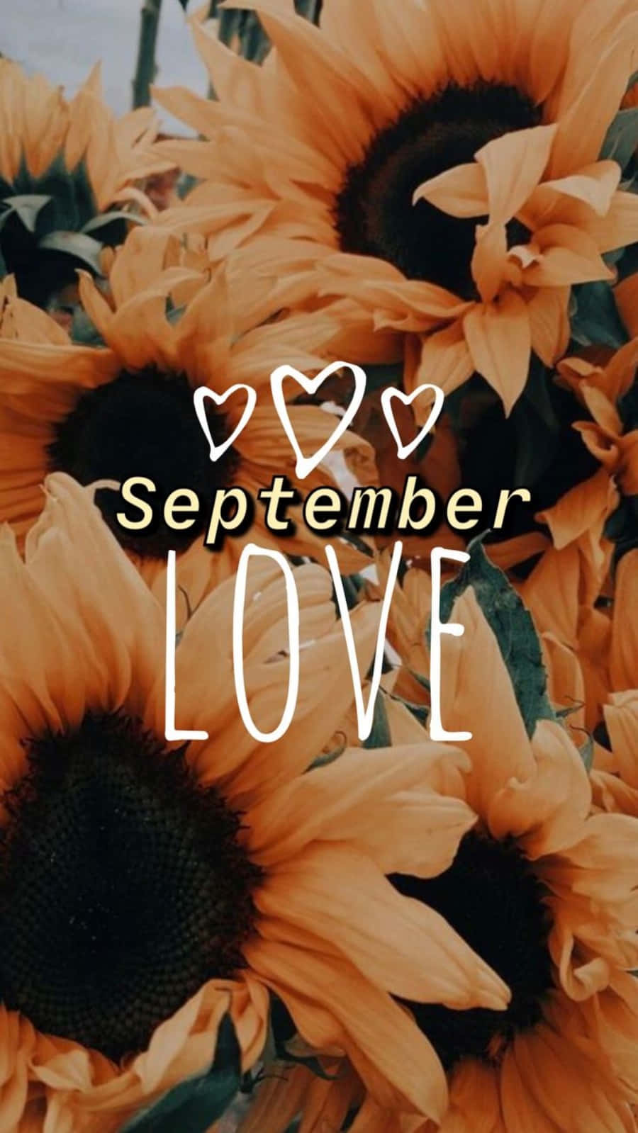 September 桌布 壁紙 — 鮮豔的向日葵在金色光芒下溫暖綻放，並疊加了「September LOVE」文字和心形圖標。